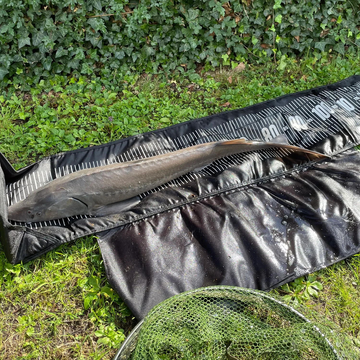 Siberian sturgeon caught on Fishbrain