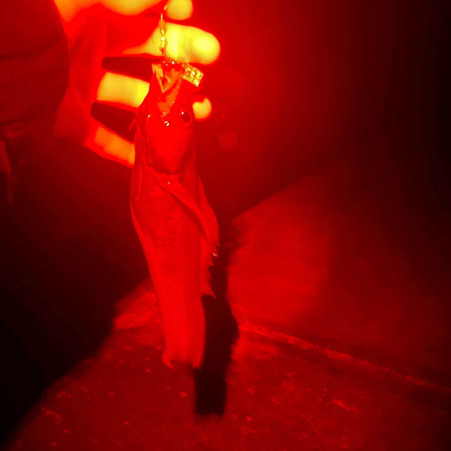 The most recent Japanese codling catches on Fishbrain