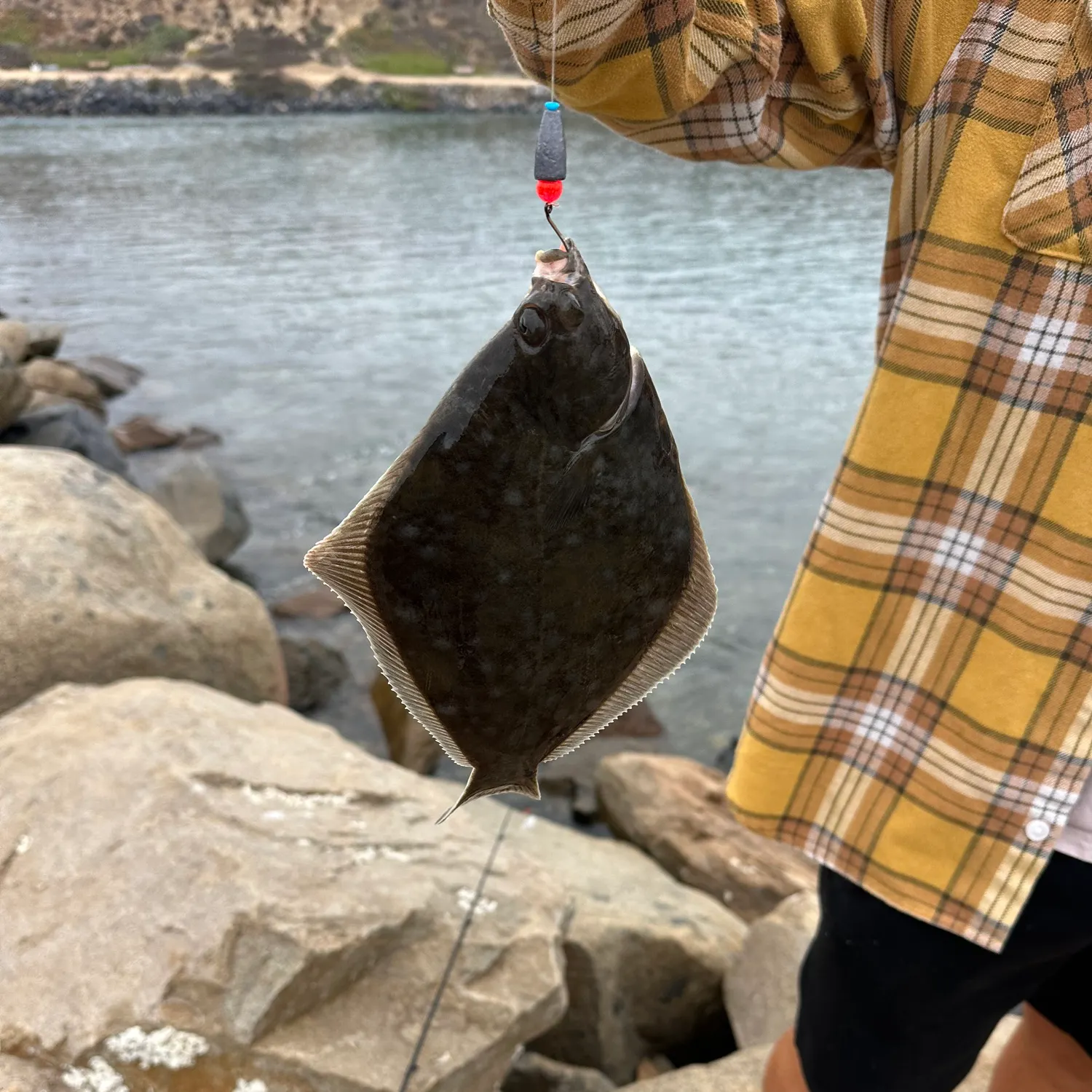 The most recent Diamond turbot catches on Fishbrain