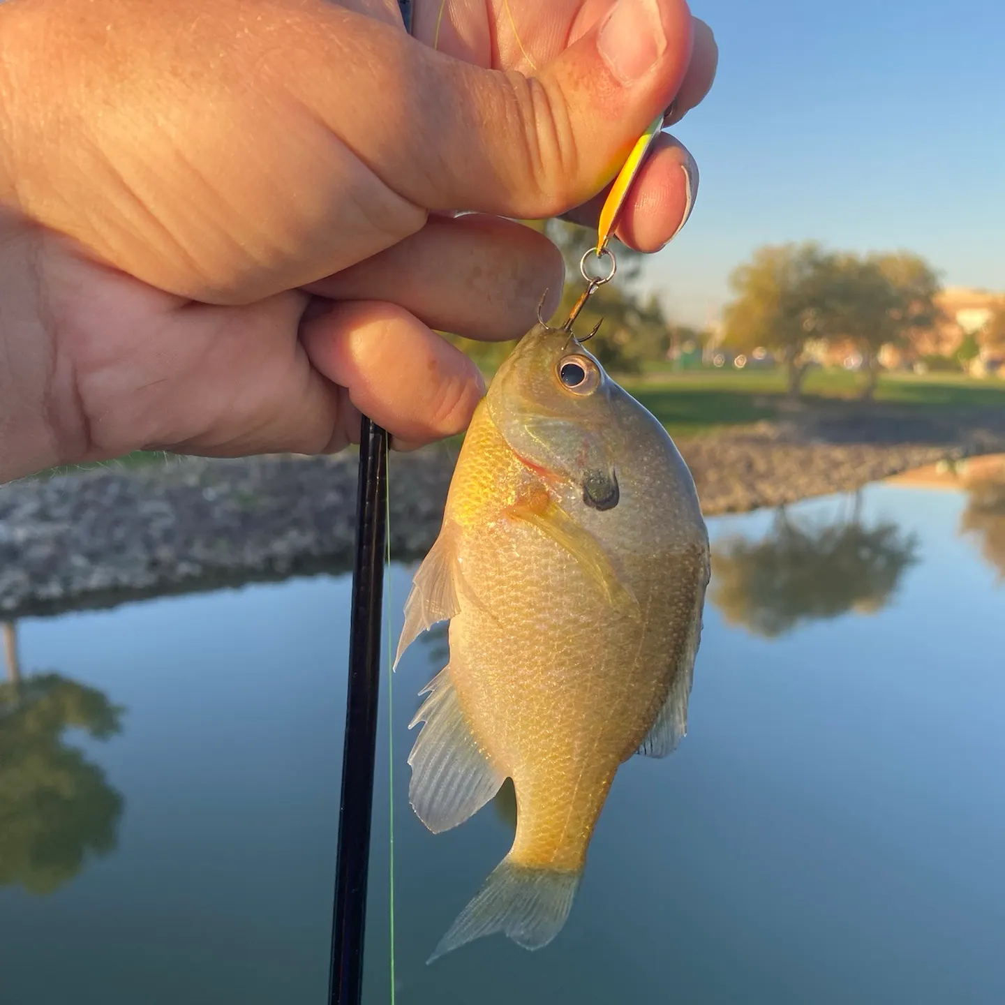 The most recent Redbreast sunfish catches on Fishbrain