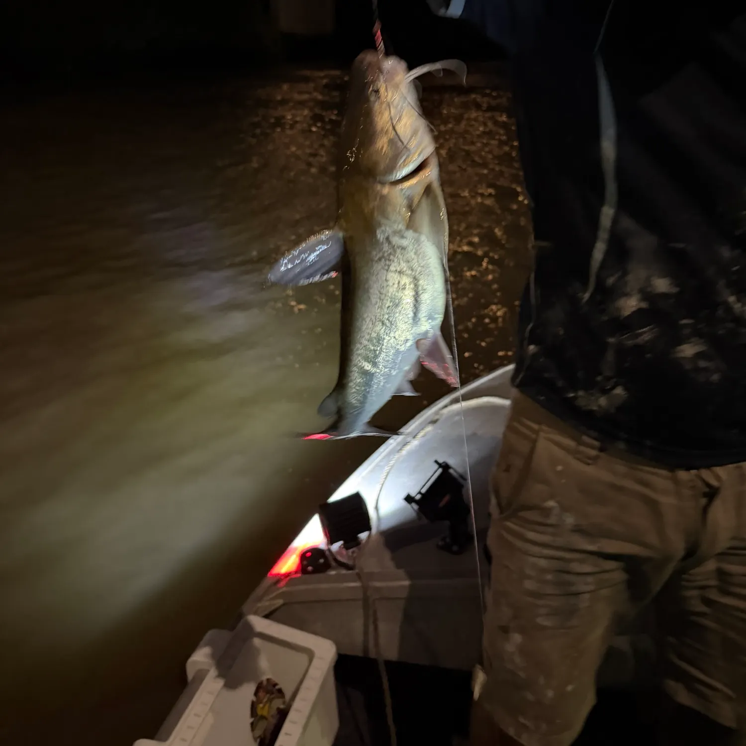 Channel catfish caught on Fishbrain