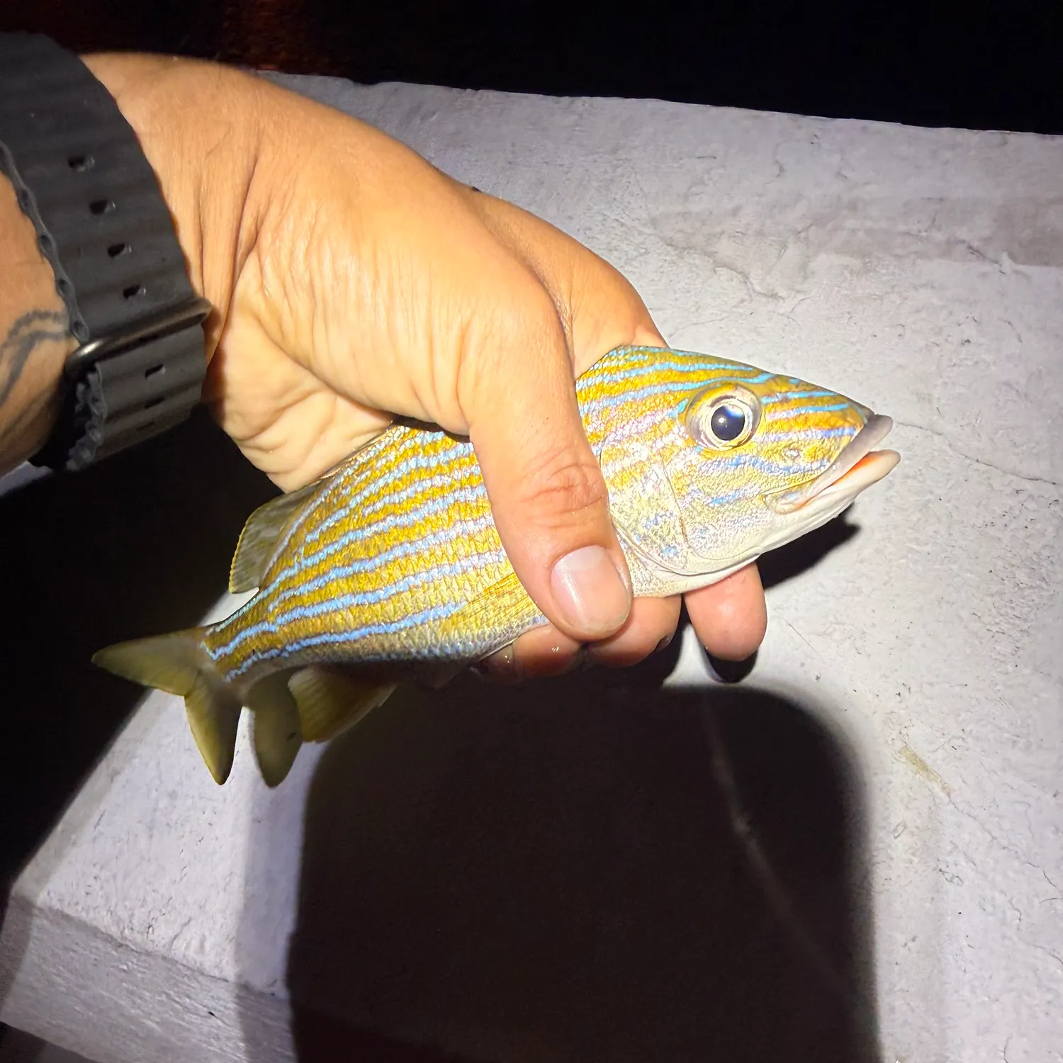 White grunt caught on Fishbrain