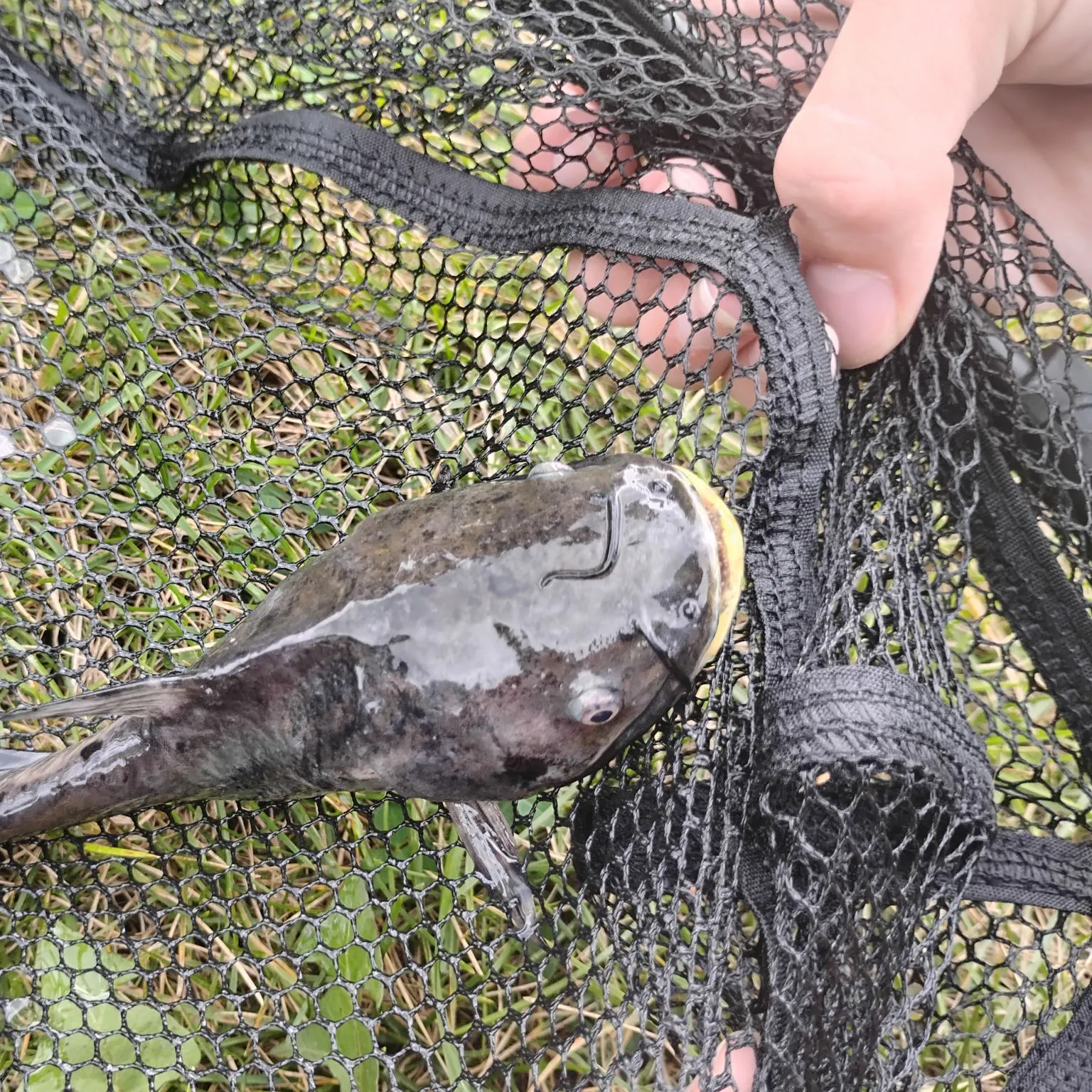 Channel catfish caught on Fishbrain