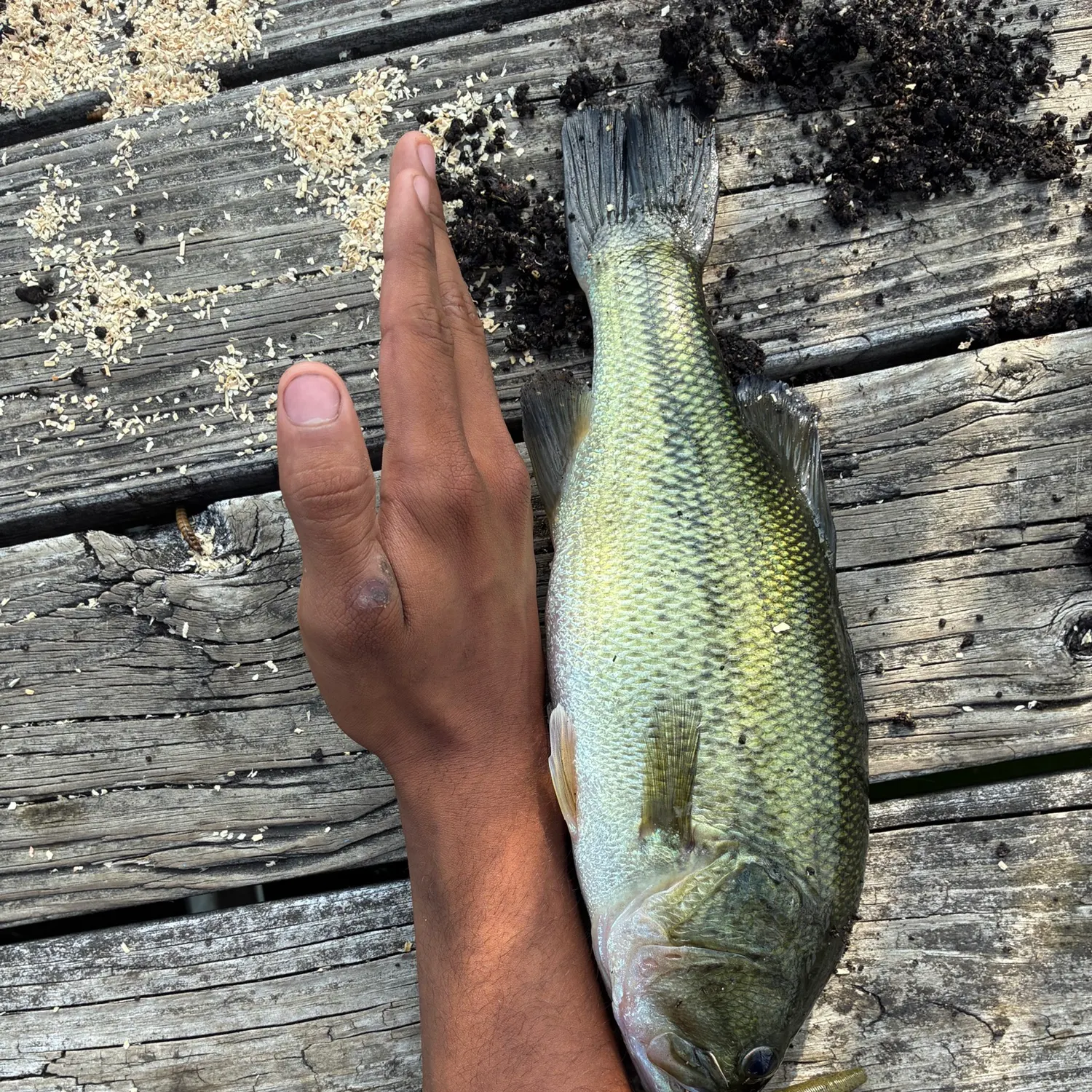 Largemouth bass caught on Fishbrain