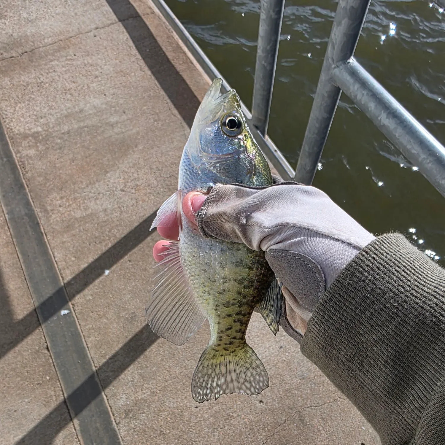 The most recent White crappie catches on Fishbrain