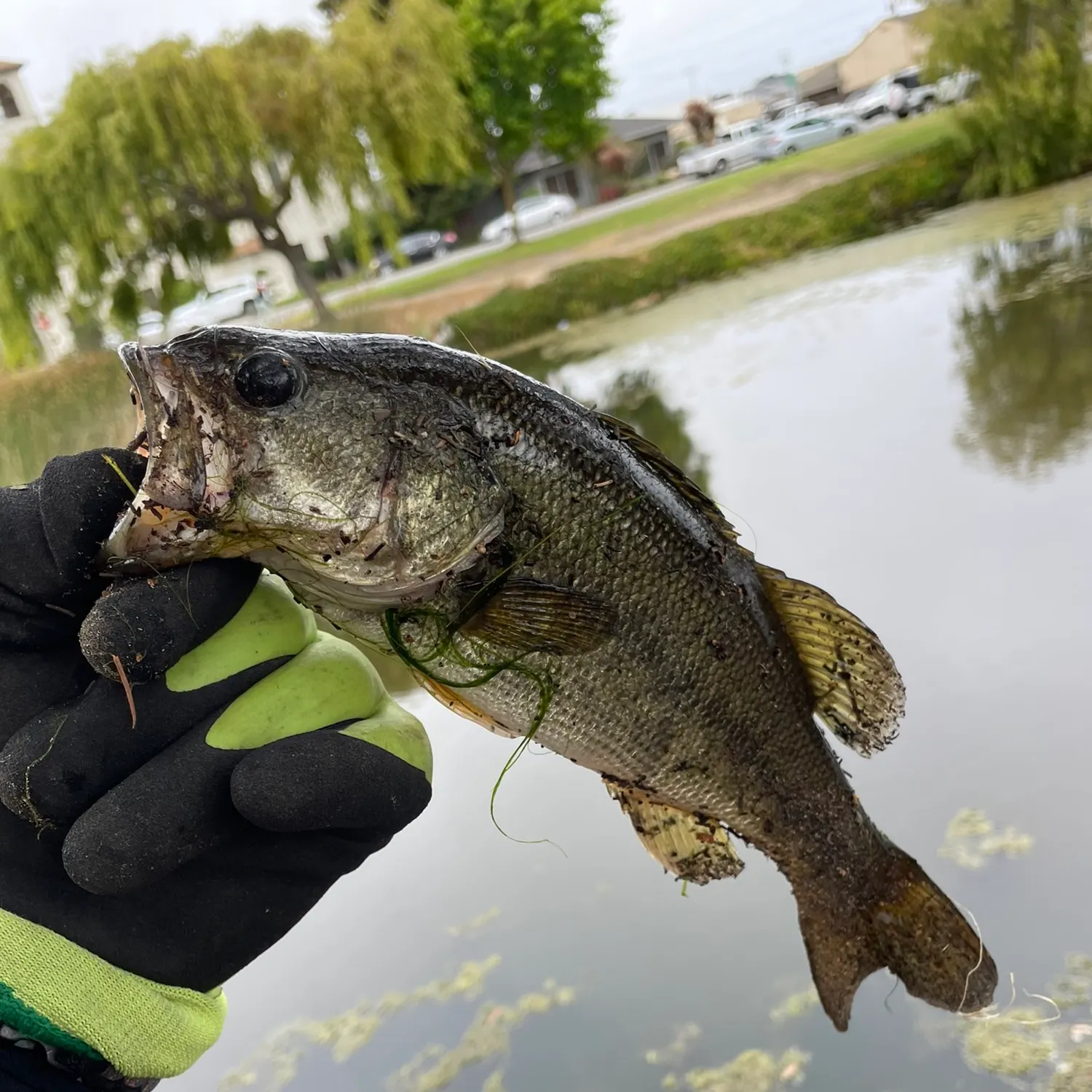 catch