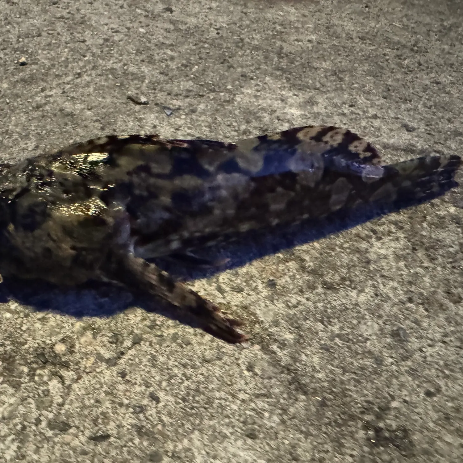 The most recent Pacific spotted scorpionfish catches on Fishbrain