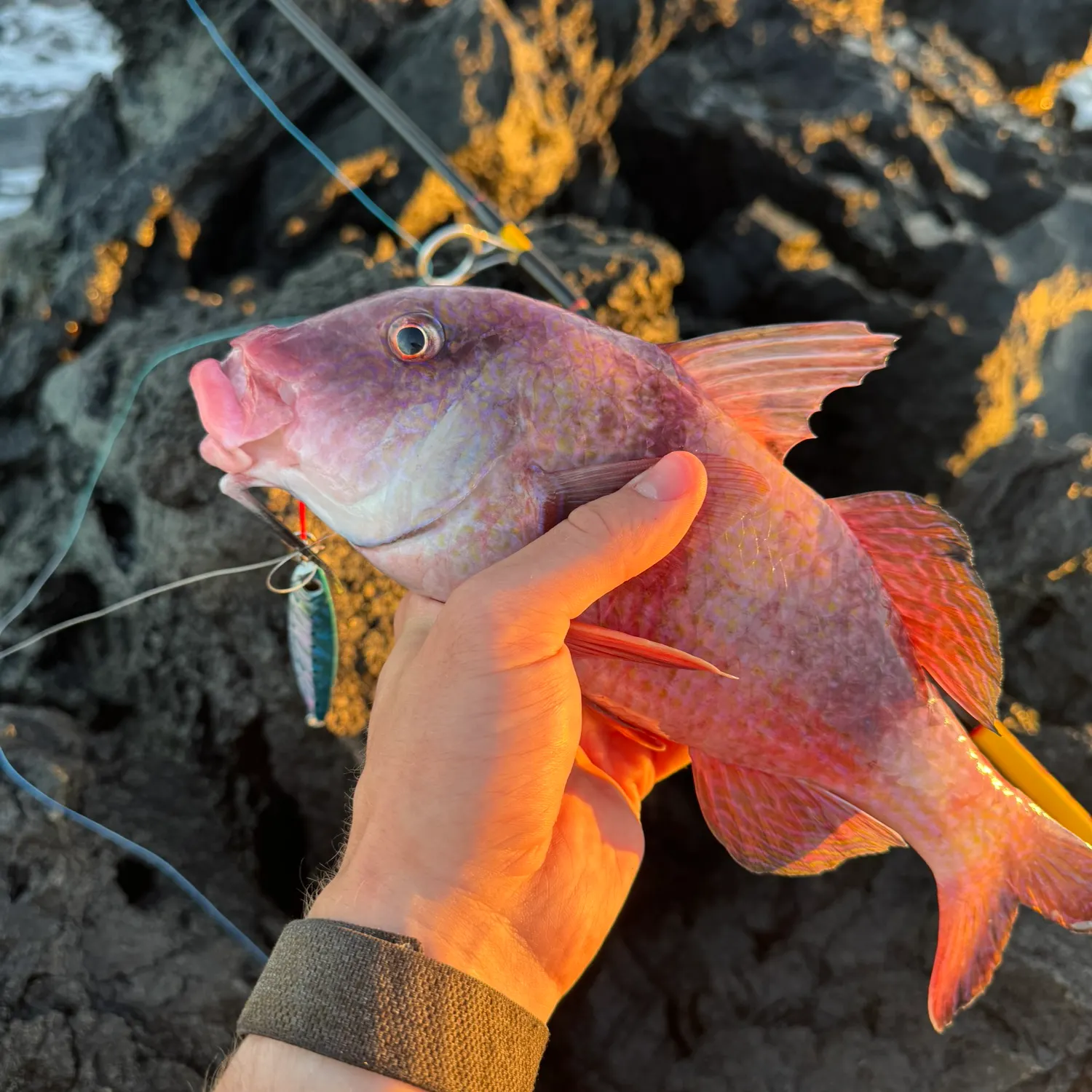 recently logged catches