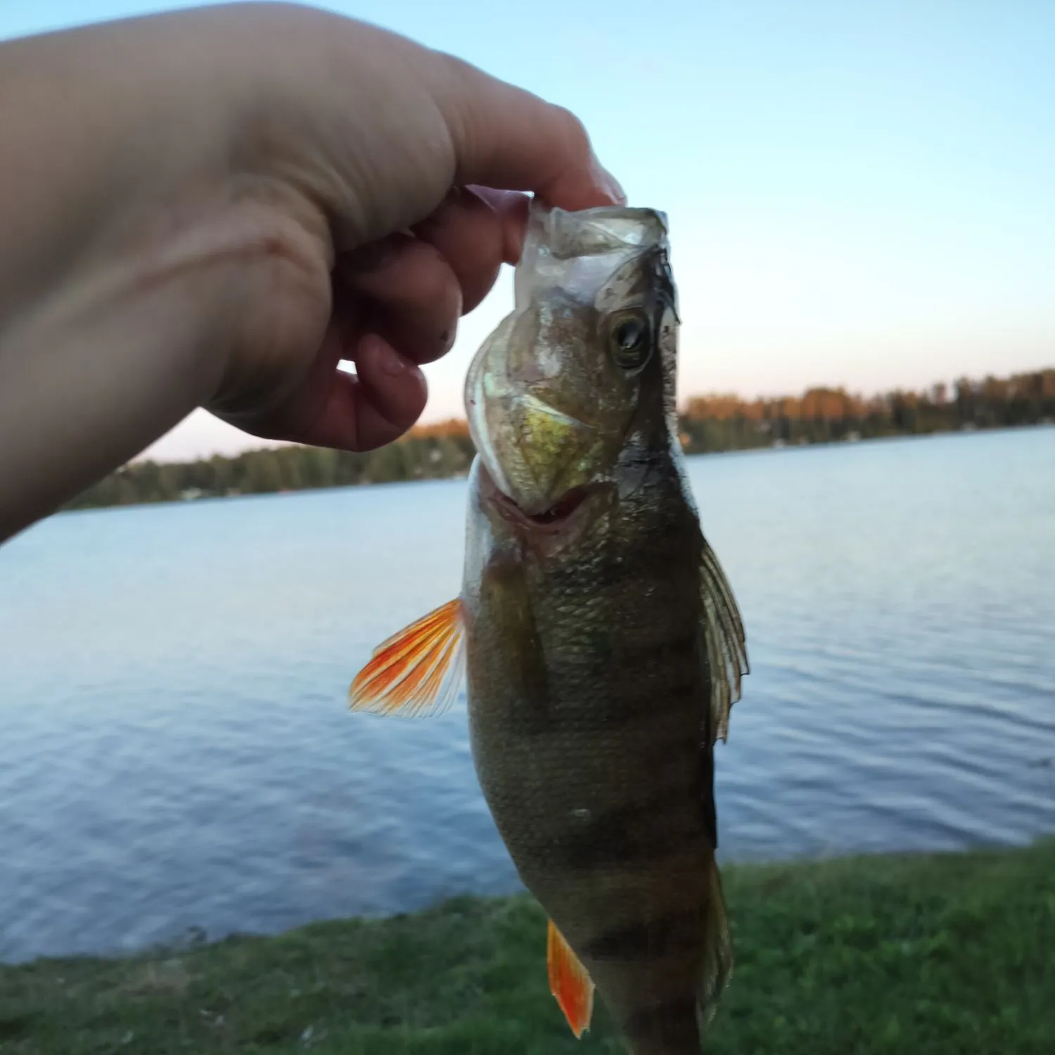 European perch caught on Fishbrain
