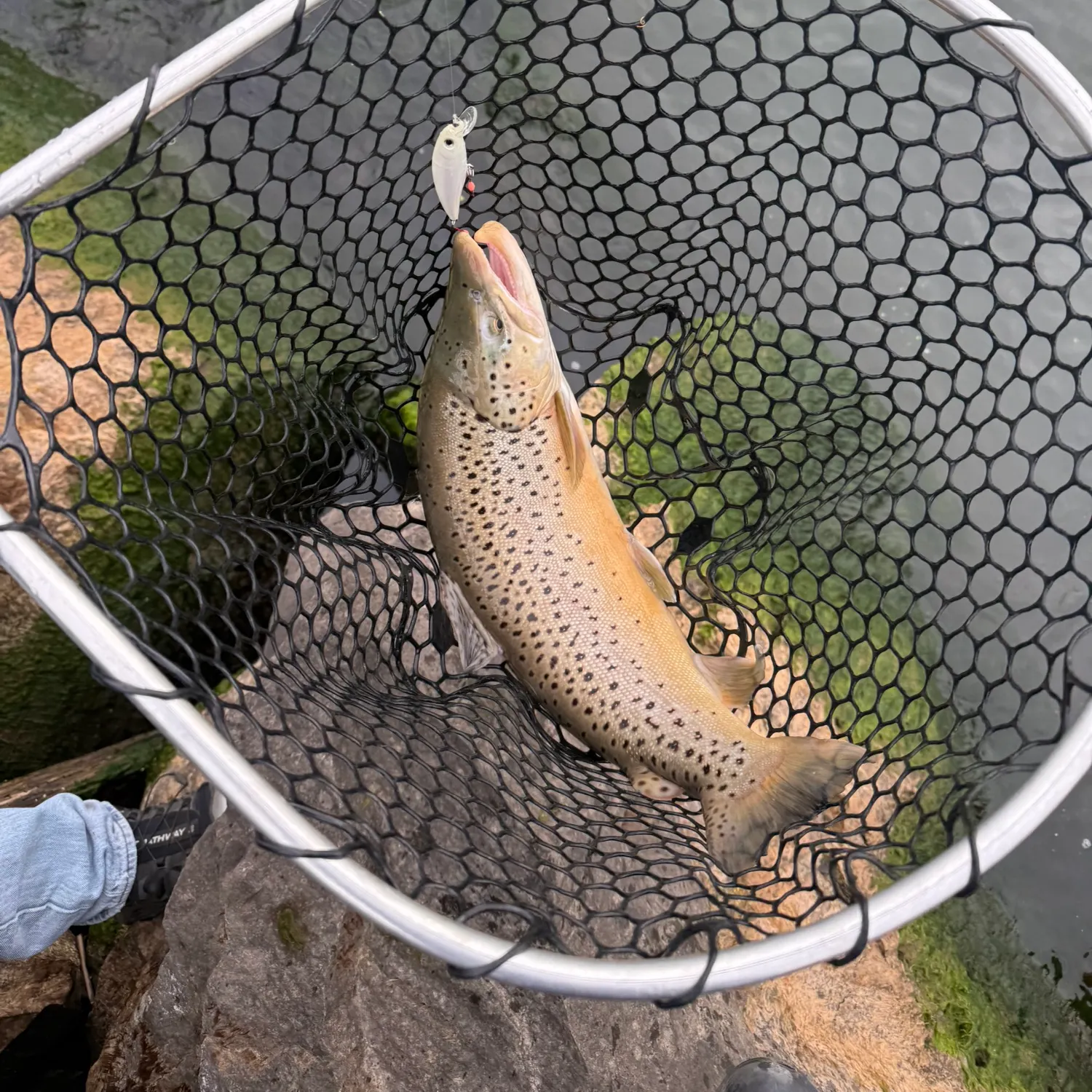 Brown trout caught on Fishbrain