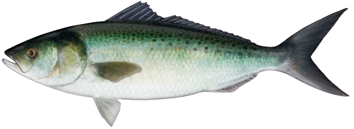 Western Australian salmon