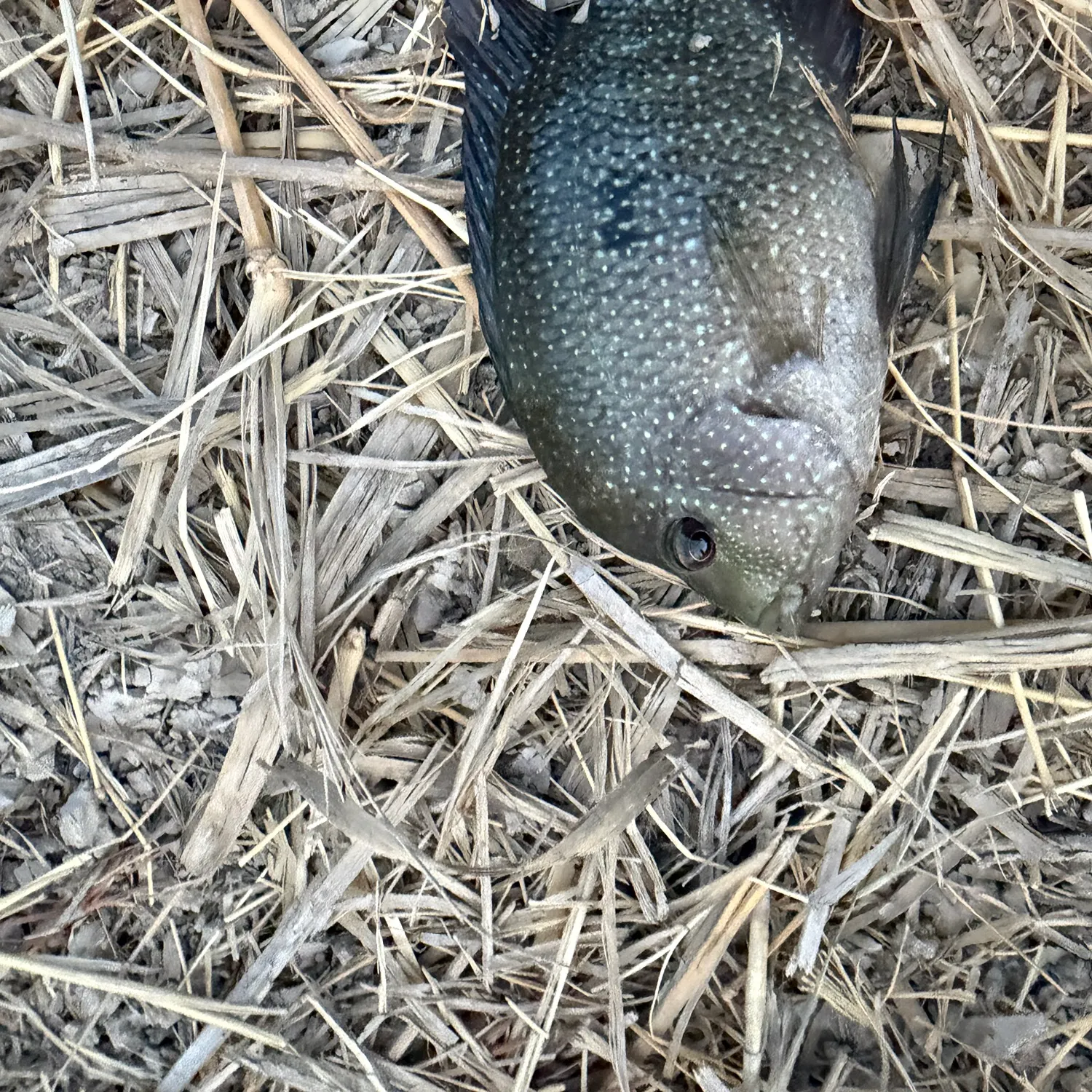 Rio Grande cichlid caught on Fishbrain