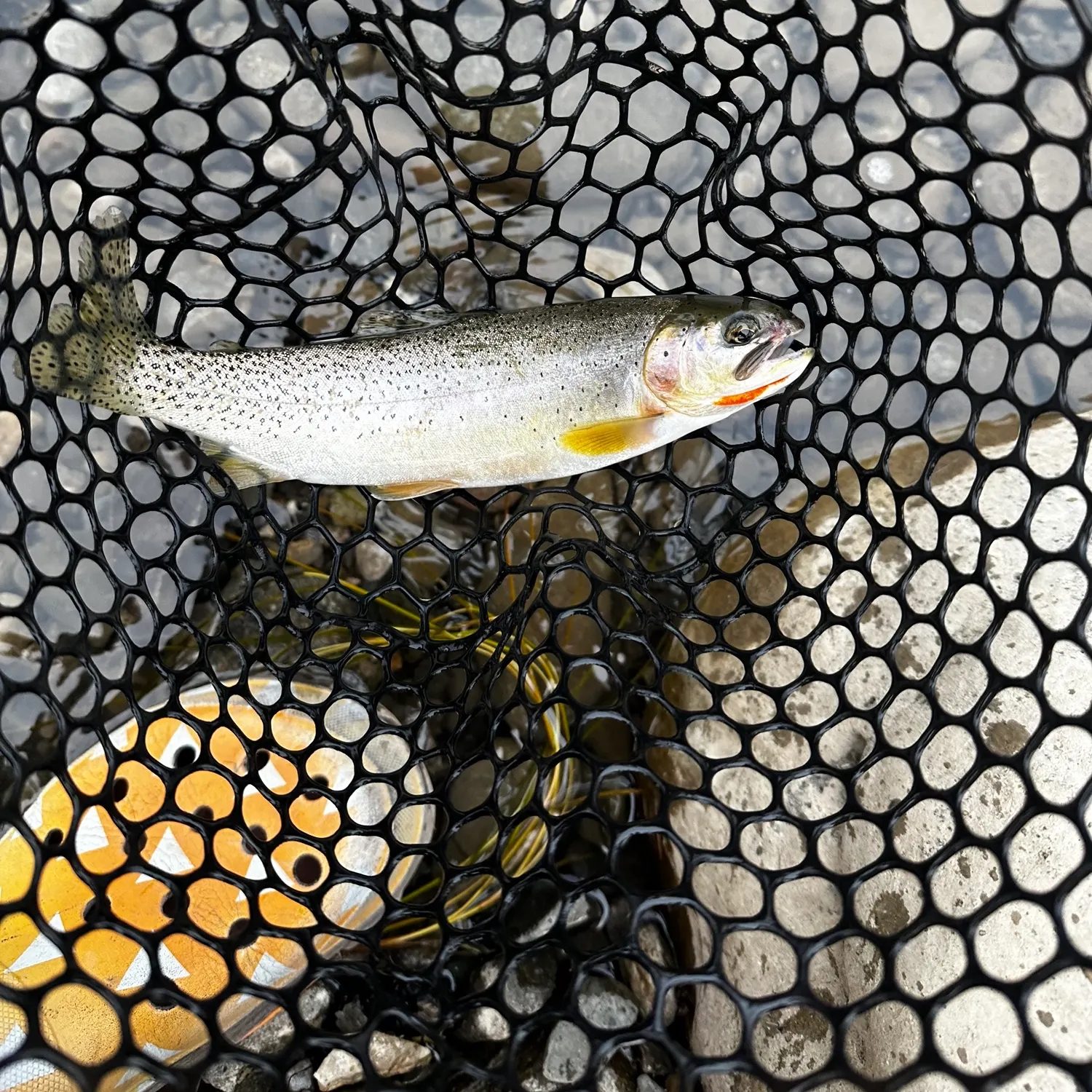 Westslope cutthroat trout caught on Fishbrain