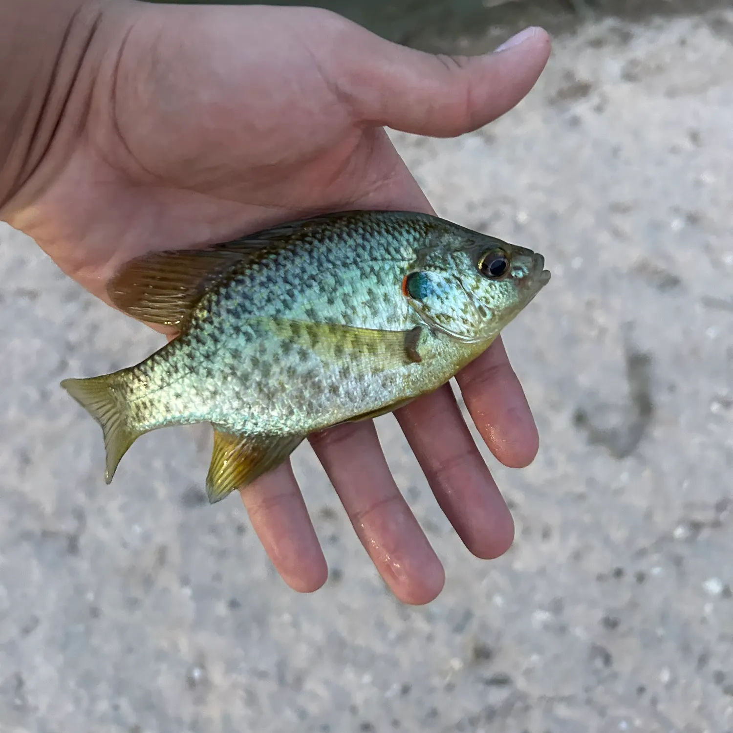 Pumpkinseed caught on Fishbrain