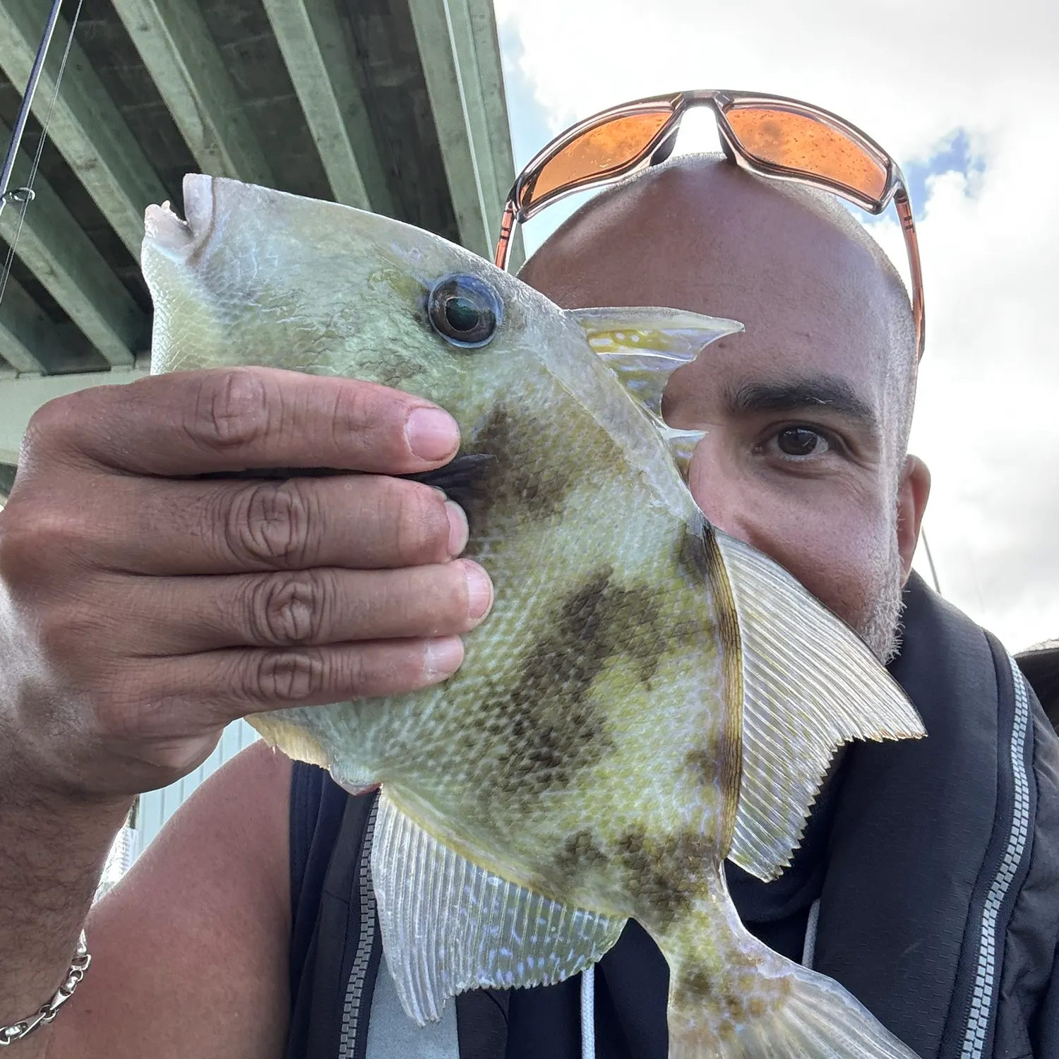 The most recent Grey triggerfish catches on Fishbrain