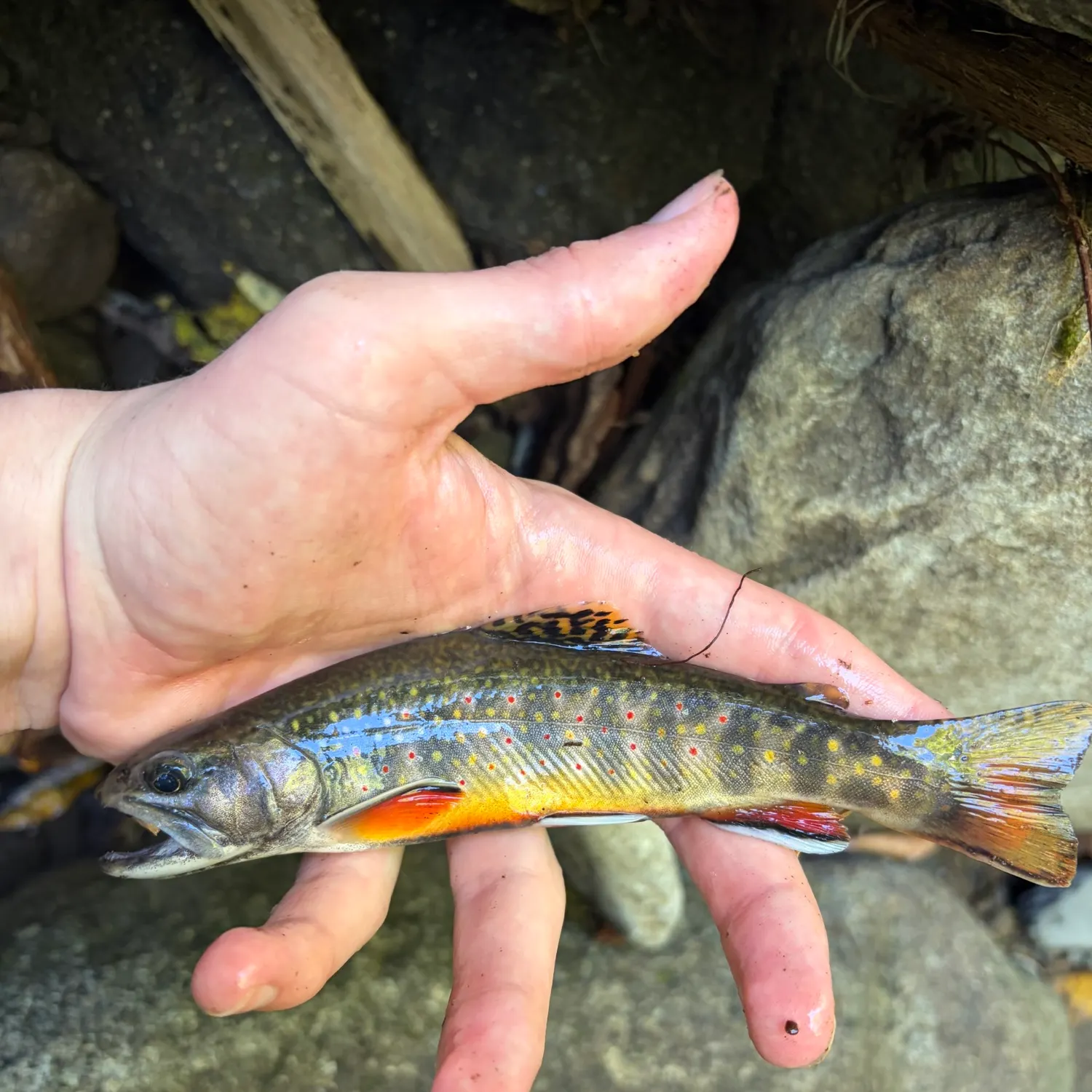 Brook trout caught on Fishbrain