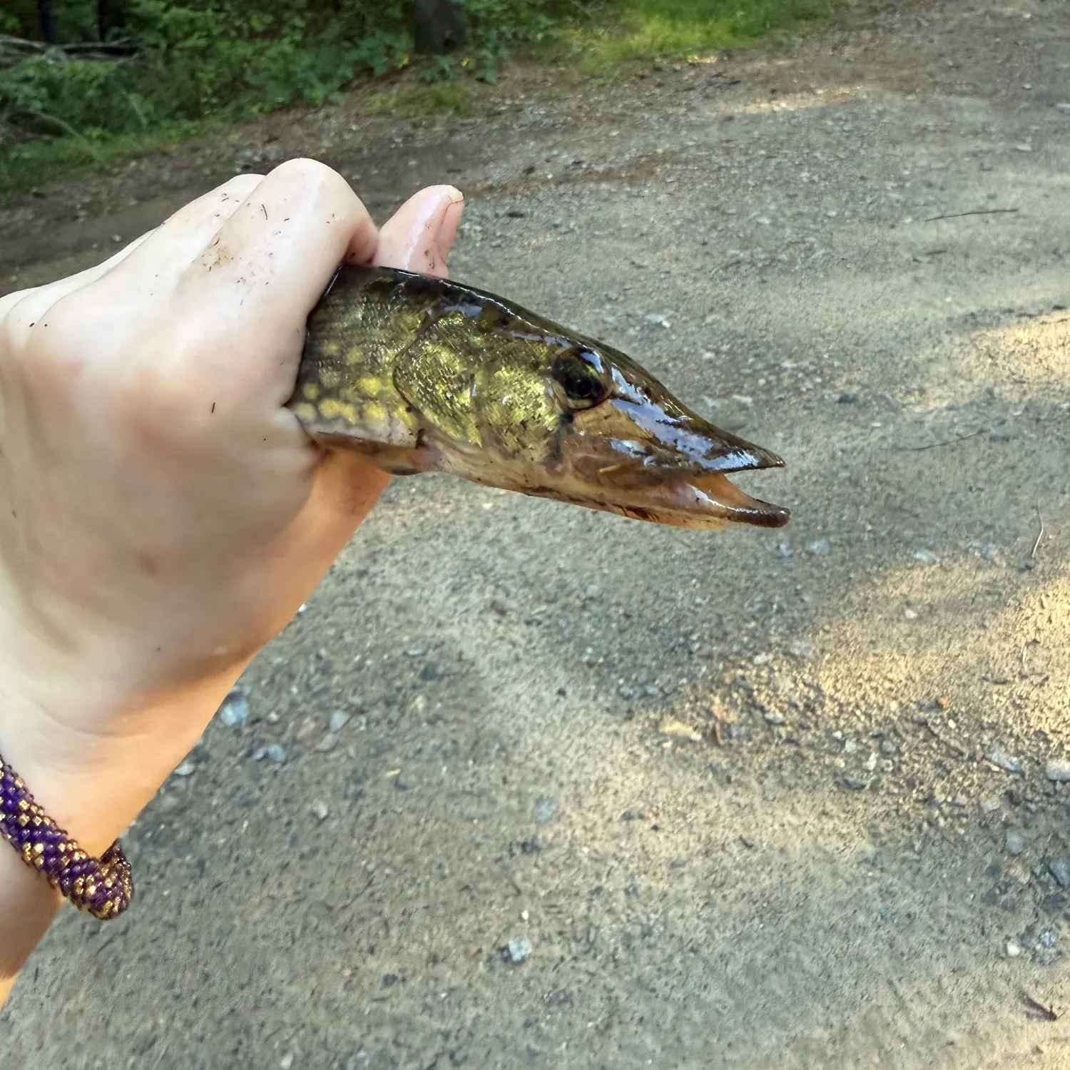 Chain pickerel caught on Fishbrain