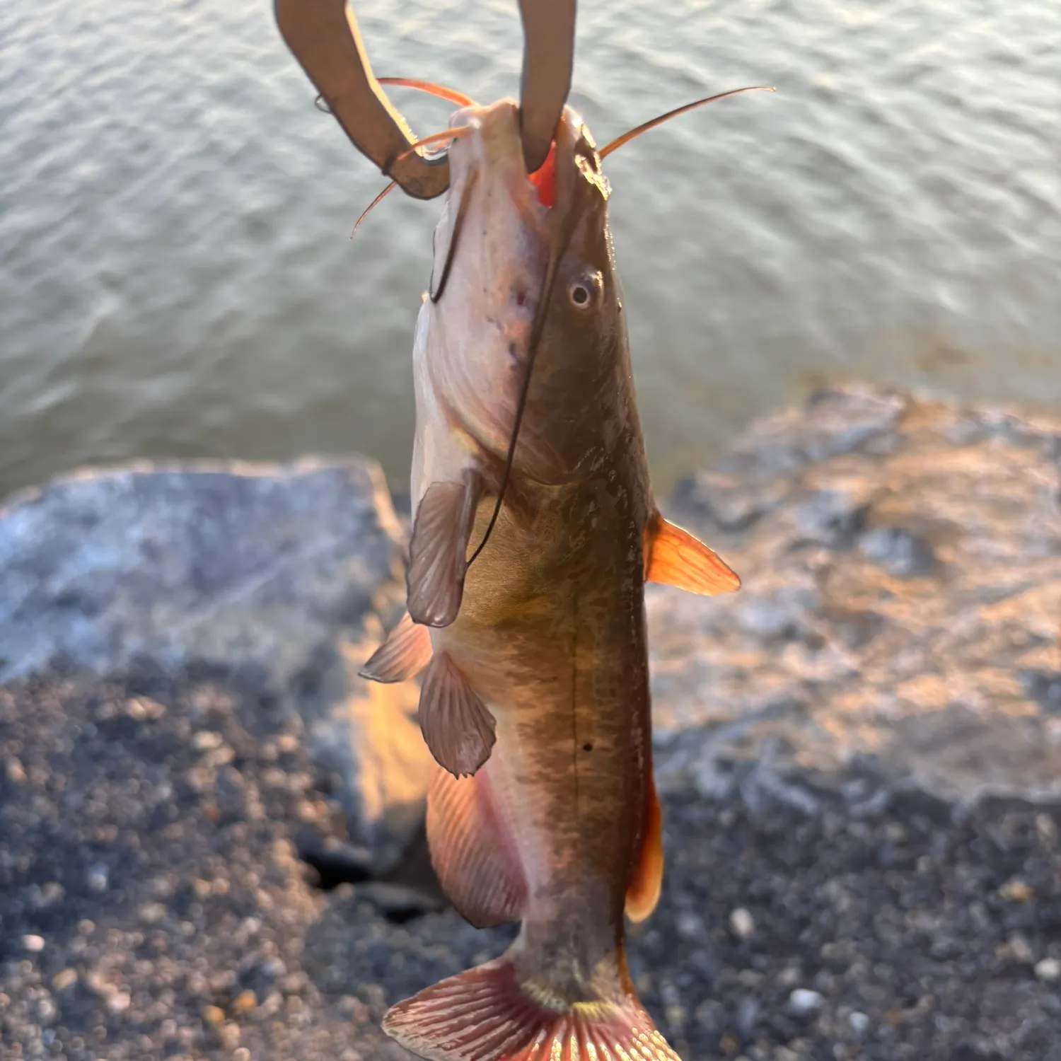 catch