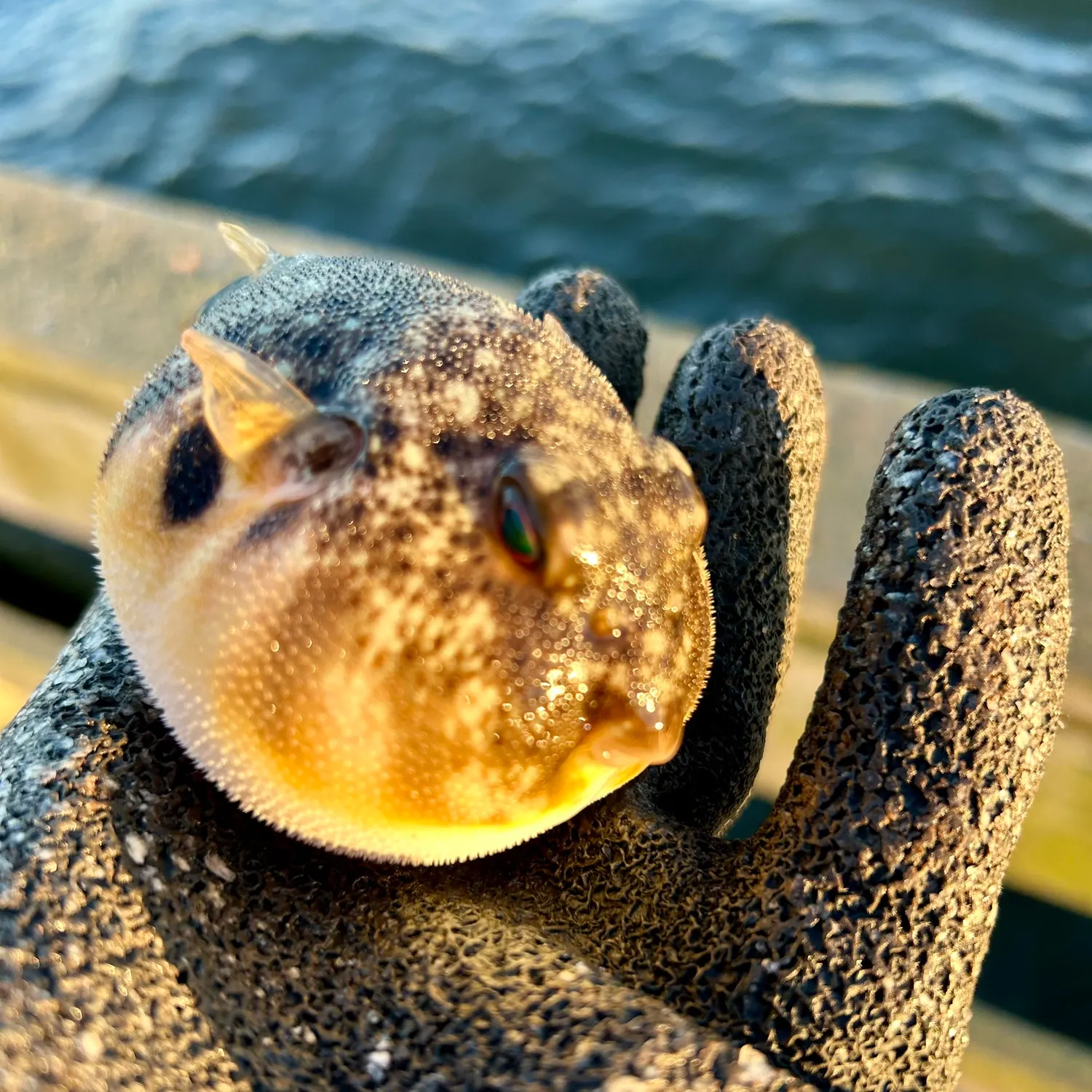 Northern puffer caught on Fishbrain