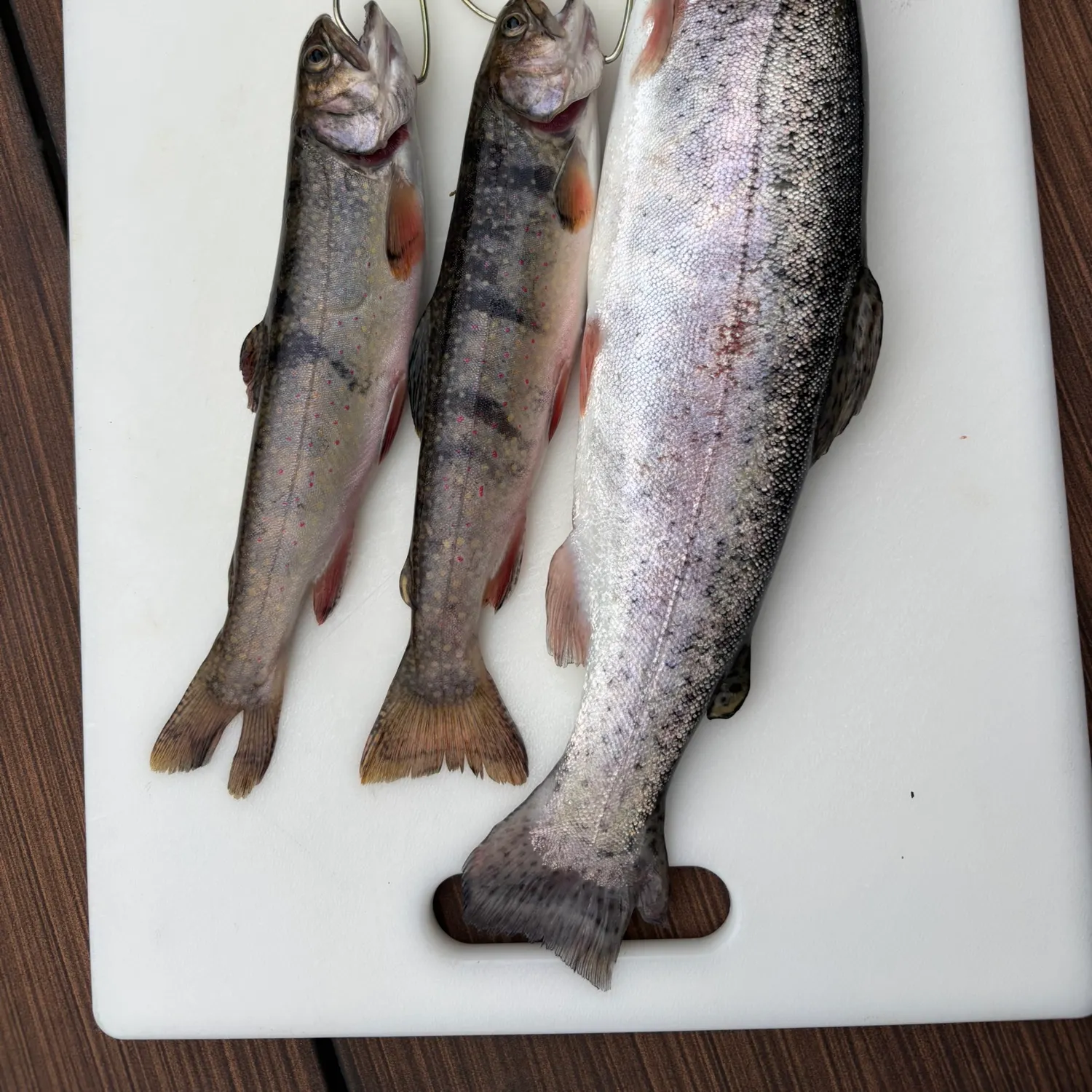 recently logged catches