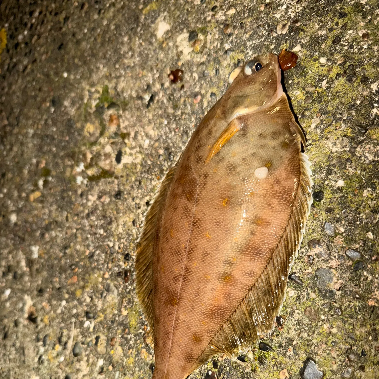 The most recent Yellowtail flounder catches on Fishbrain