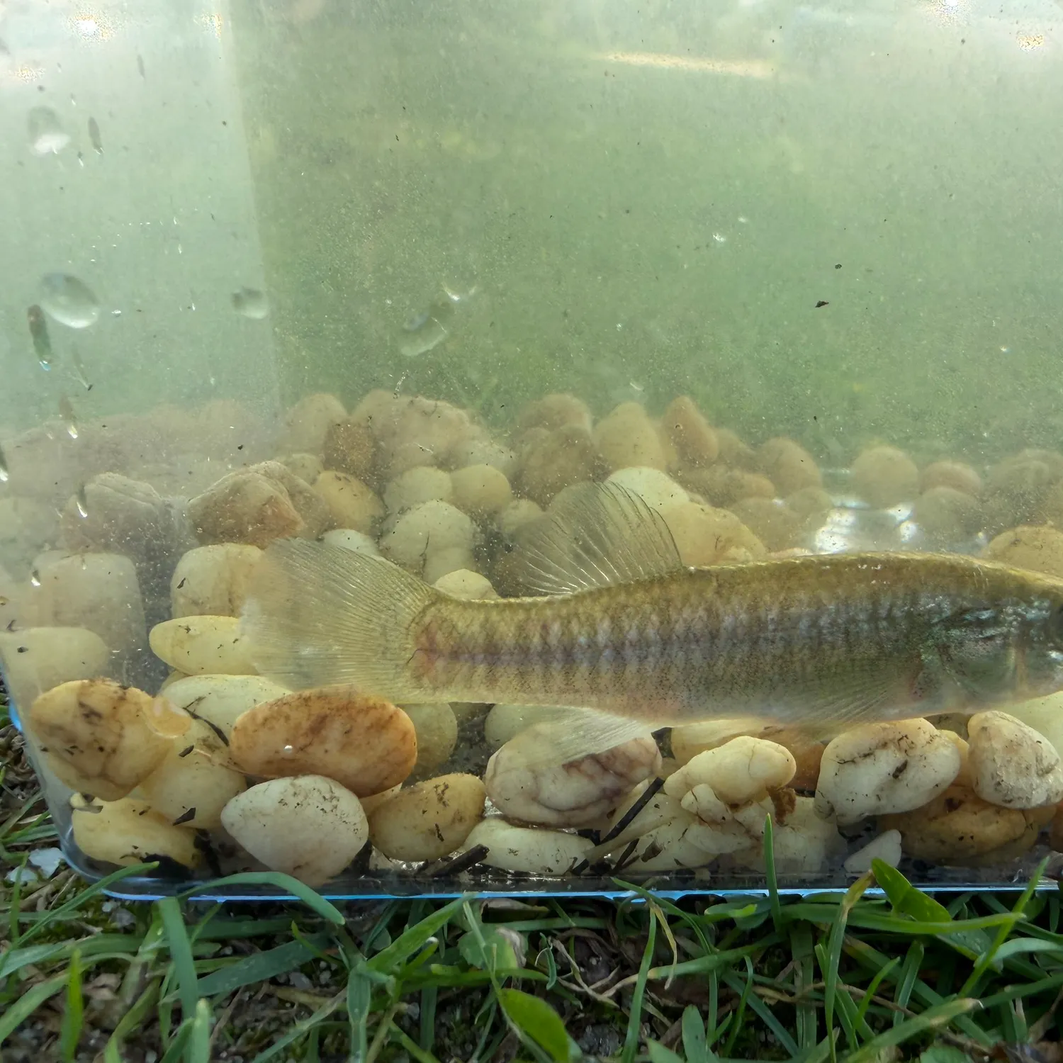 The most recent Central mudminnow catches on Fishbrain