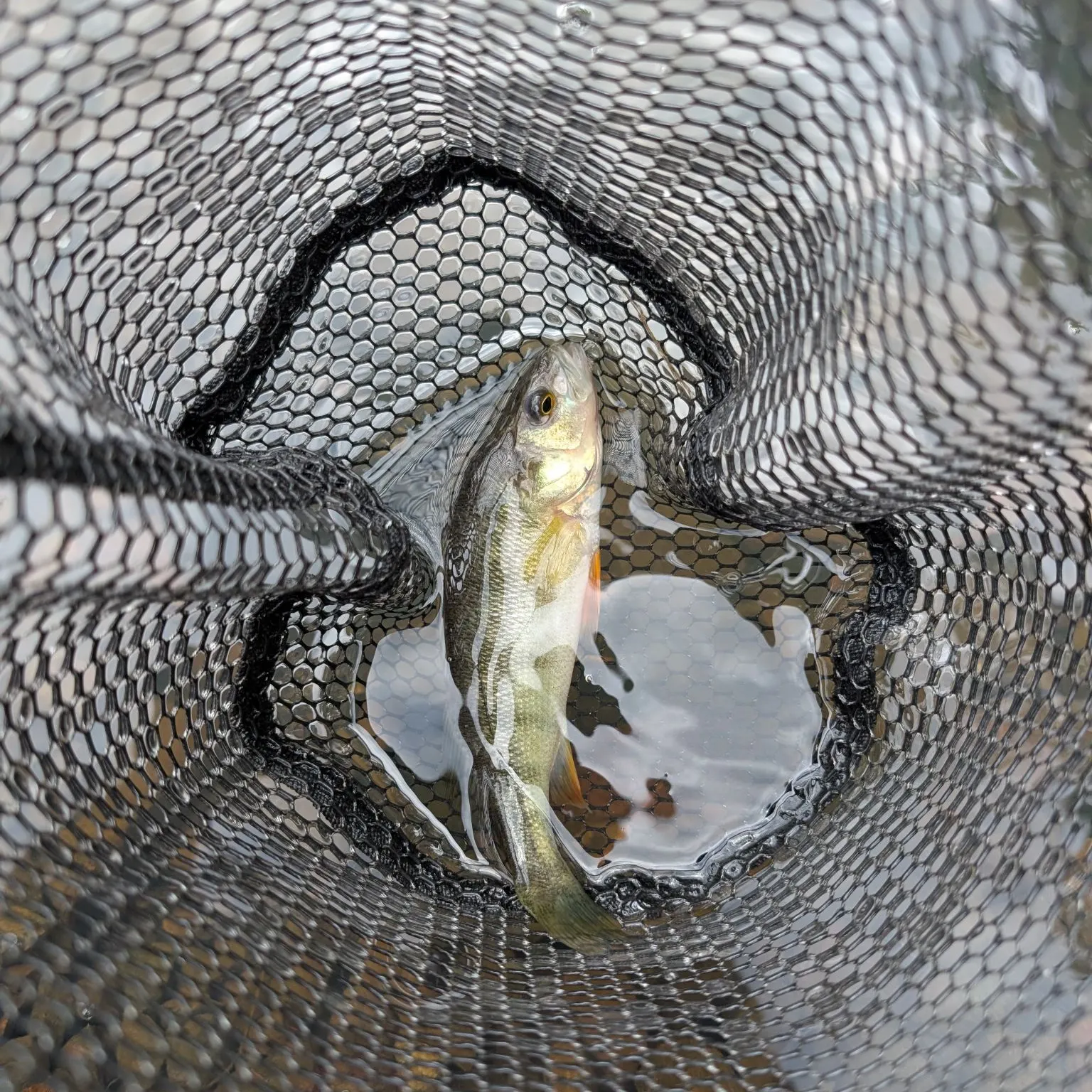 Yellow perch caught on Fishbrain
