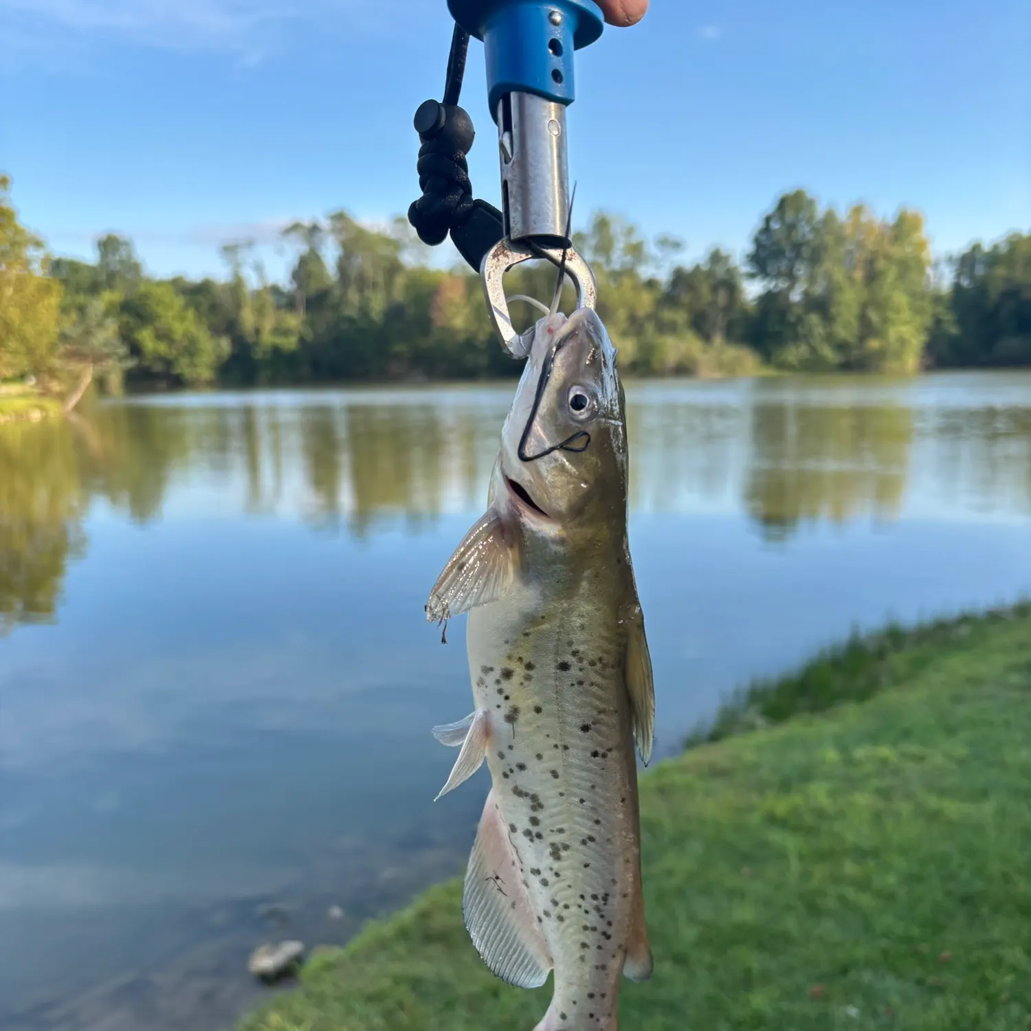 Channel catfish caught on Fishbrain