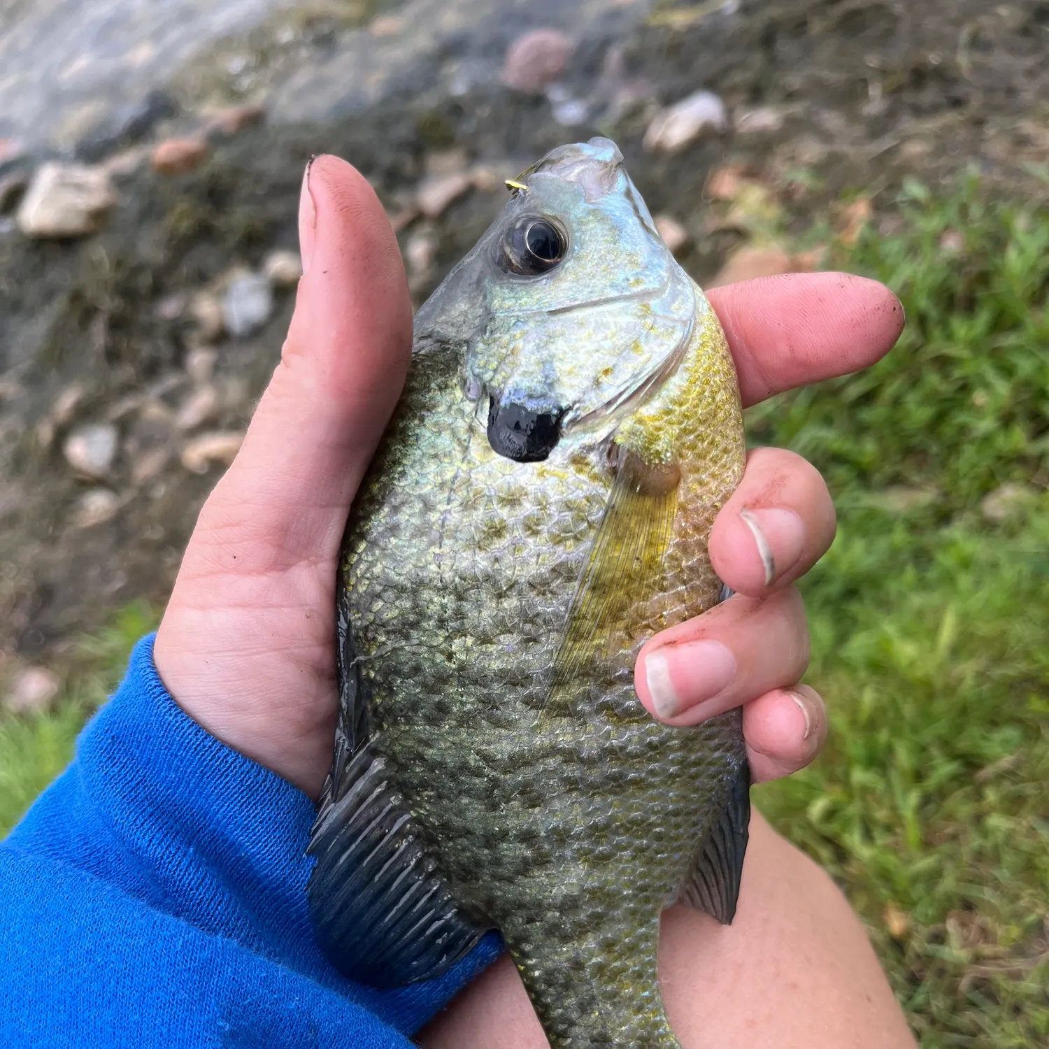 Bluegill caught on Fishbrain