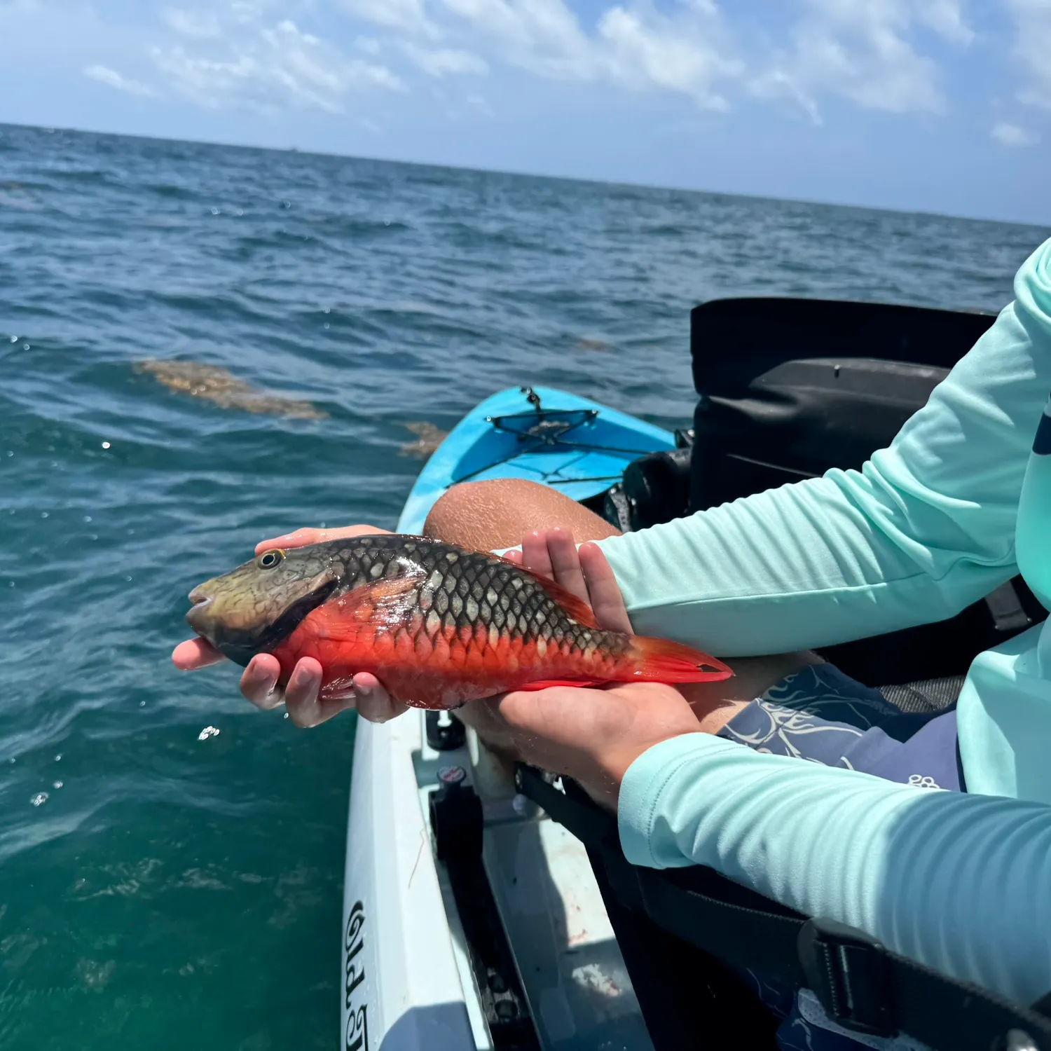 The most recent Common parrotfish catches on Fishbrain