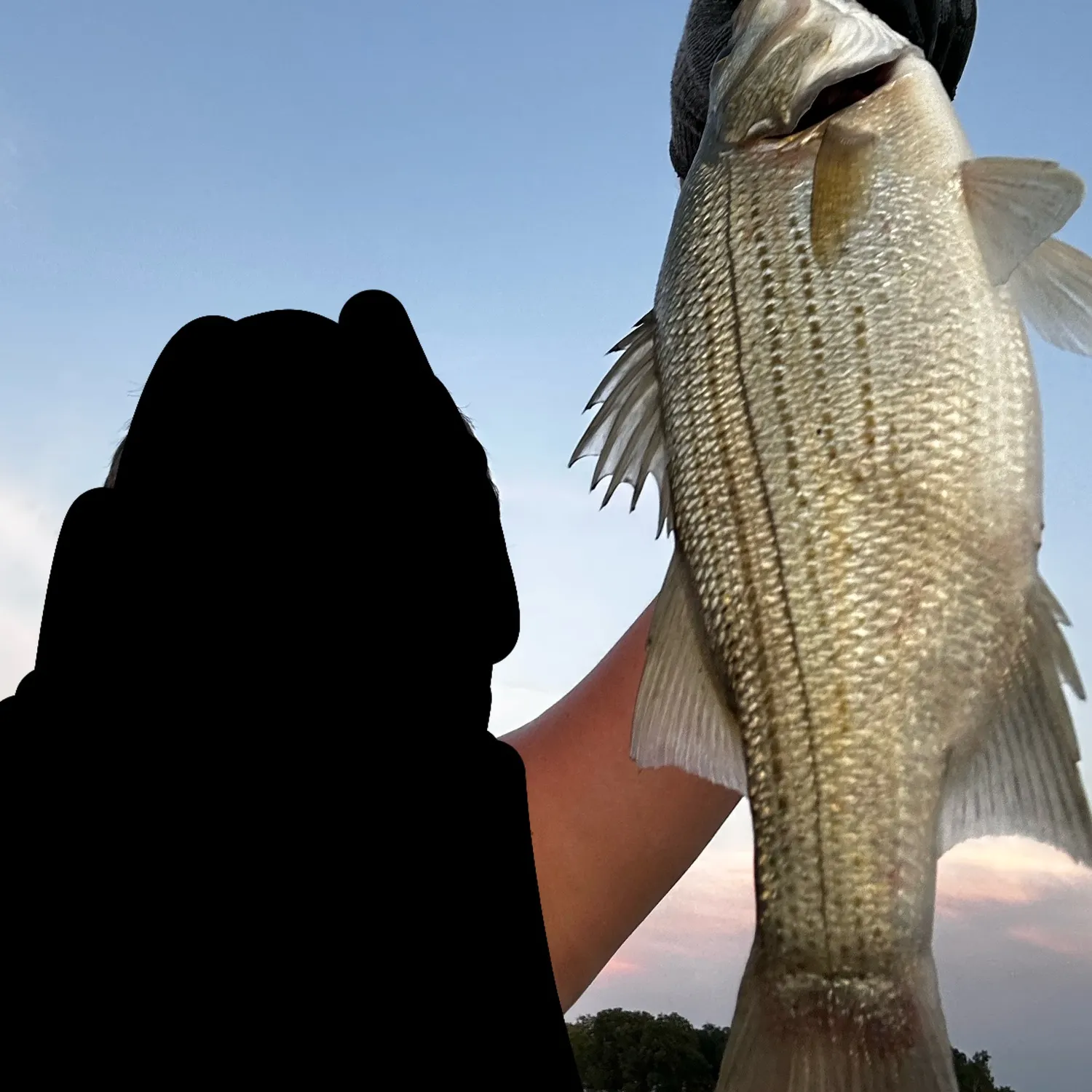 The most recent White bass catches on Fishbrain