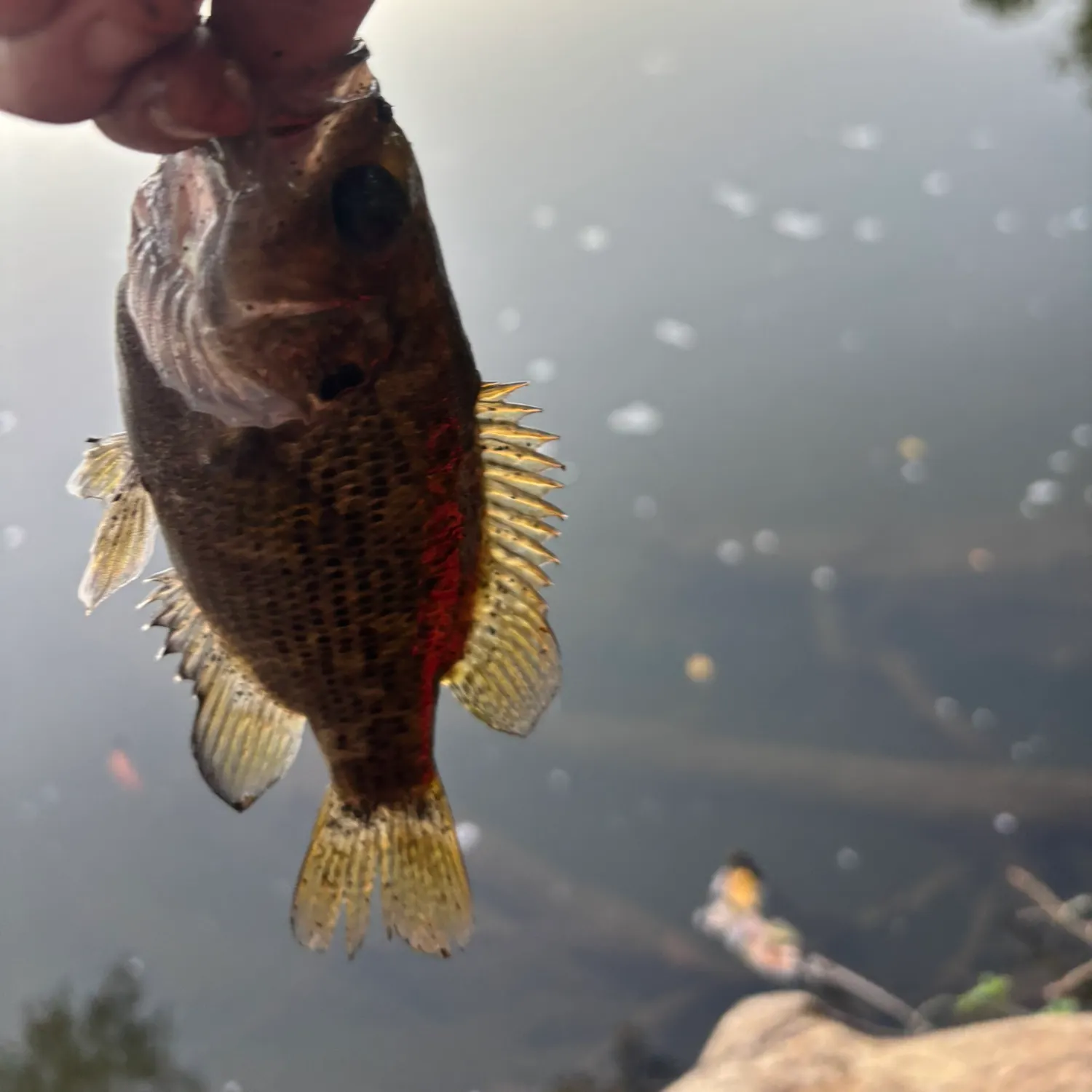 Rock bass caught on Fishbrain