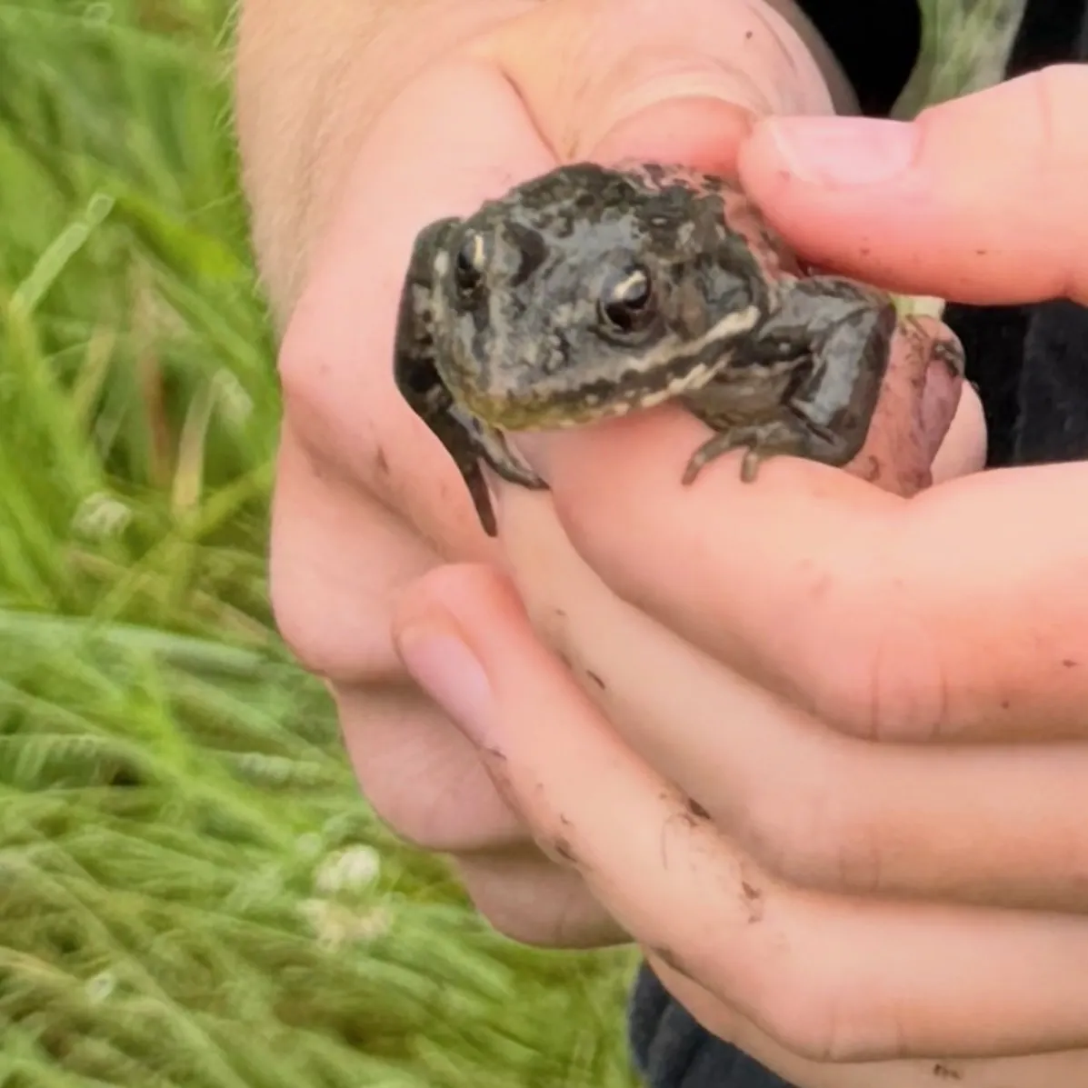 The most recent Pickerel frog catches on Fishbrain