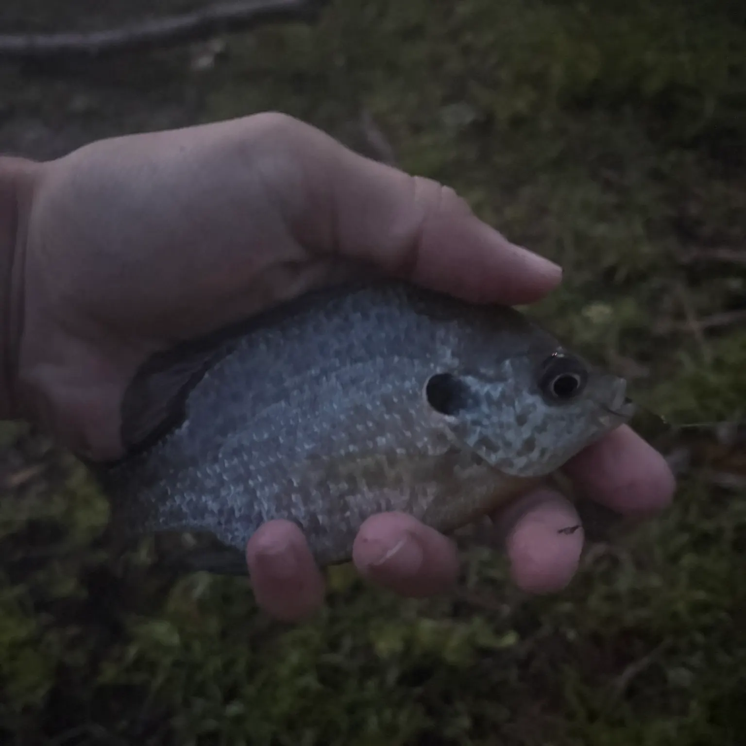 The most recent Redear x bluegill catches on Fishbrain