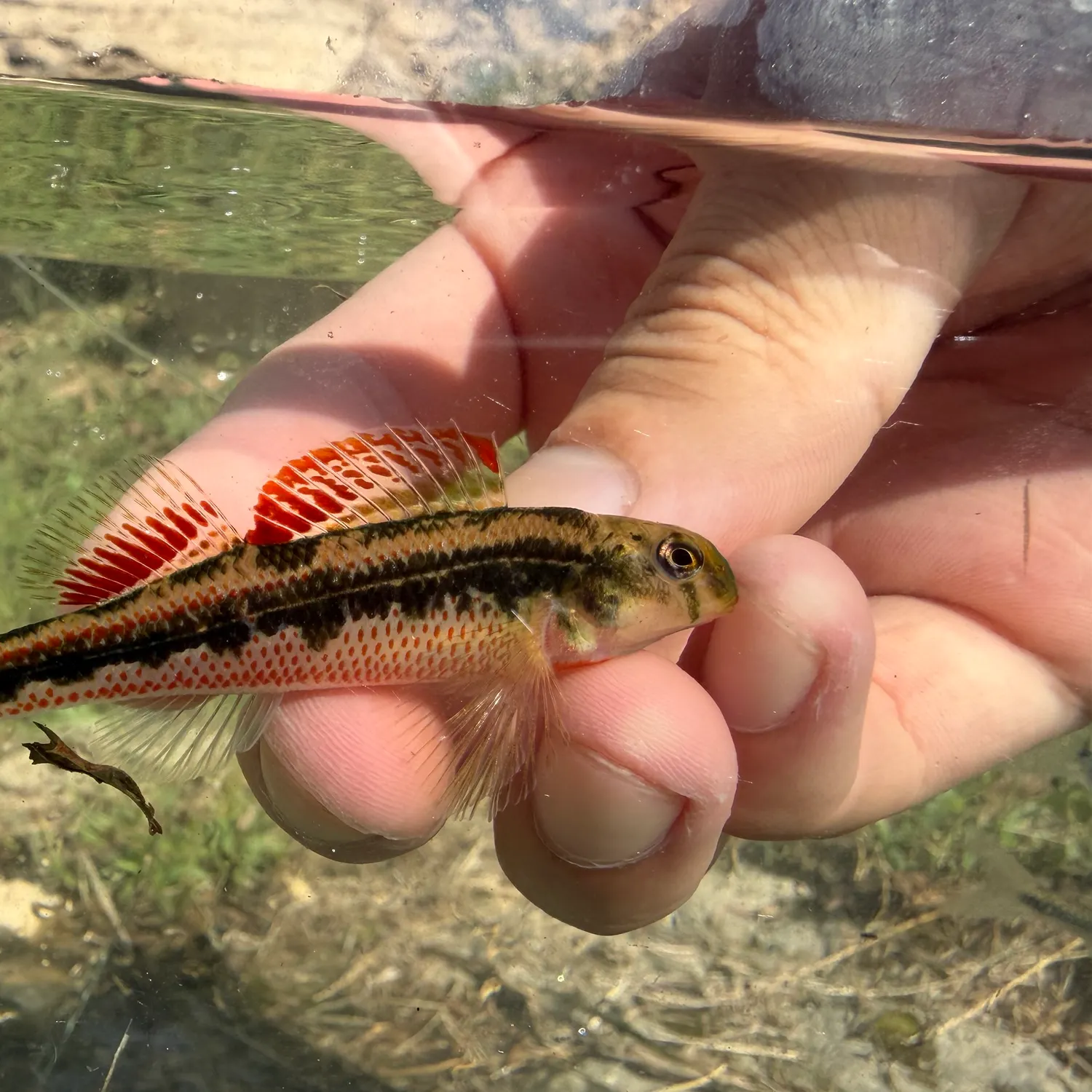 The most recent Tennessee snubnose darter catches on Fishbrain