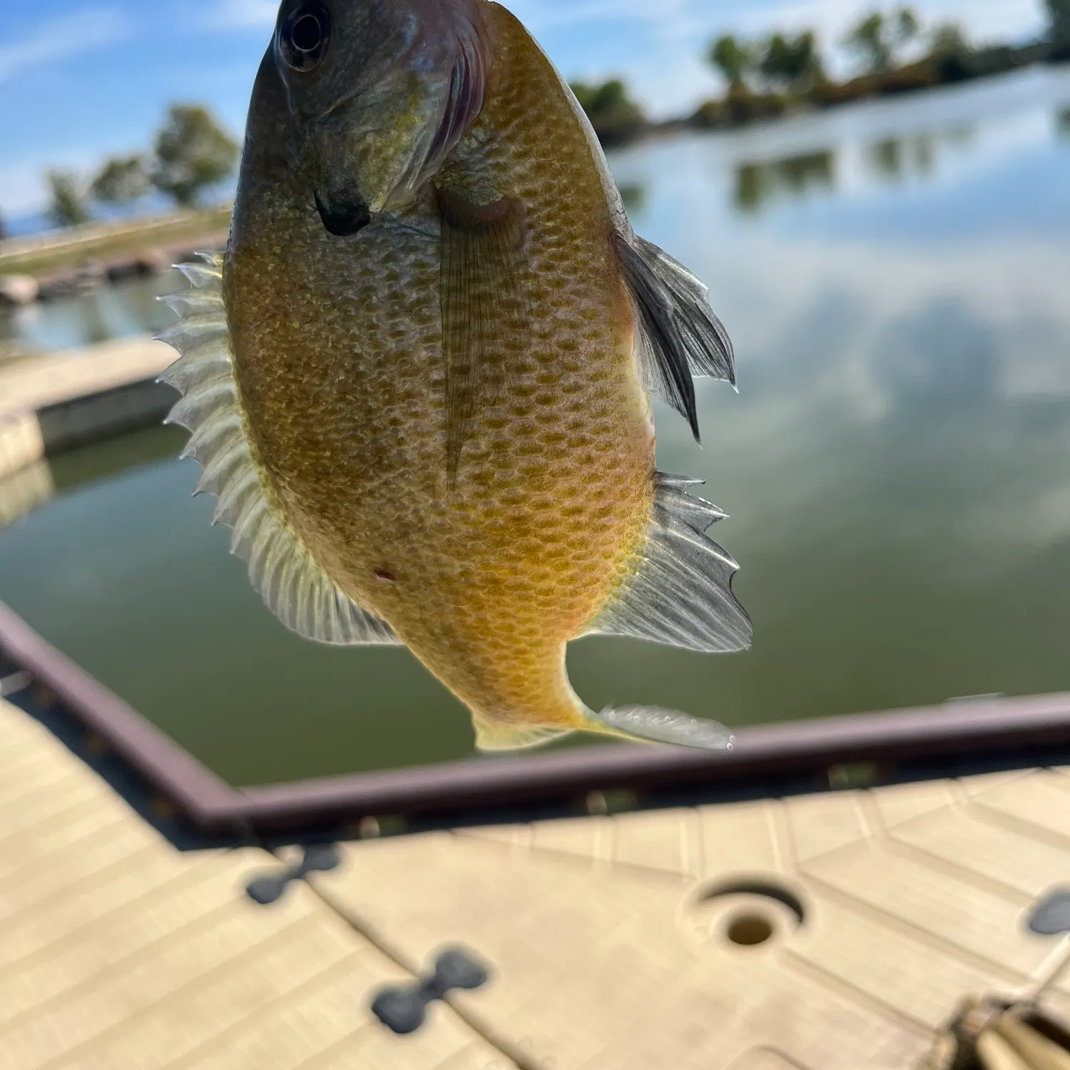 Fish caught on Fishbrain