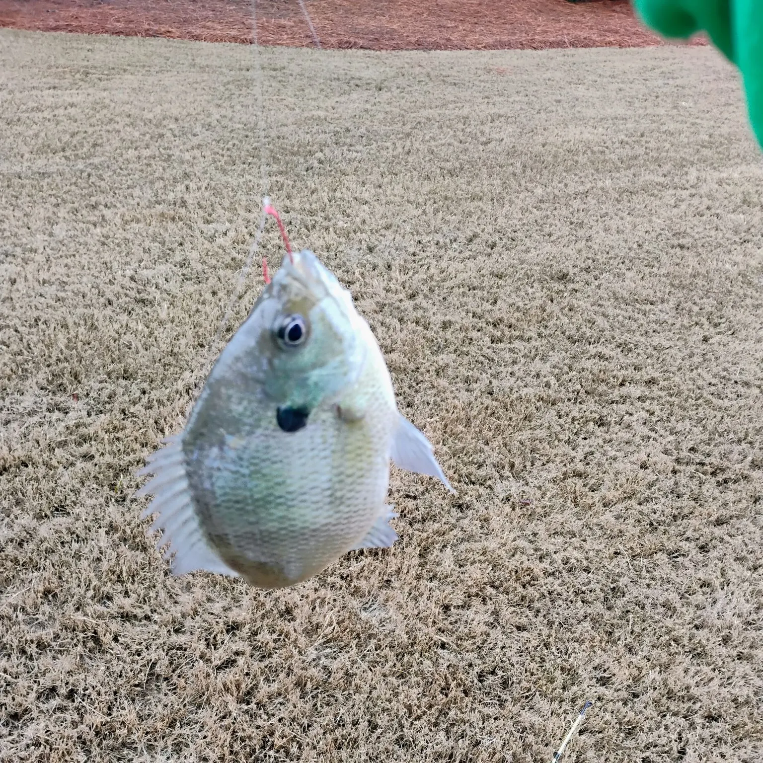 The most recent Bluegill catches on Fishbrain