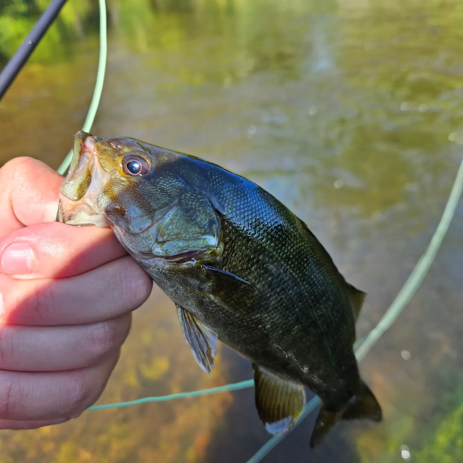 Smallmouth bass caught on Fishbrain