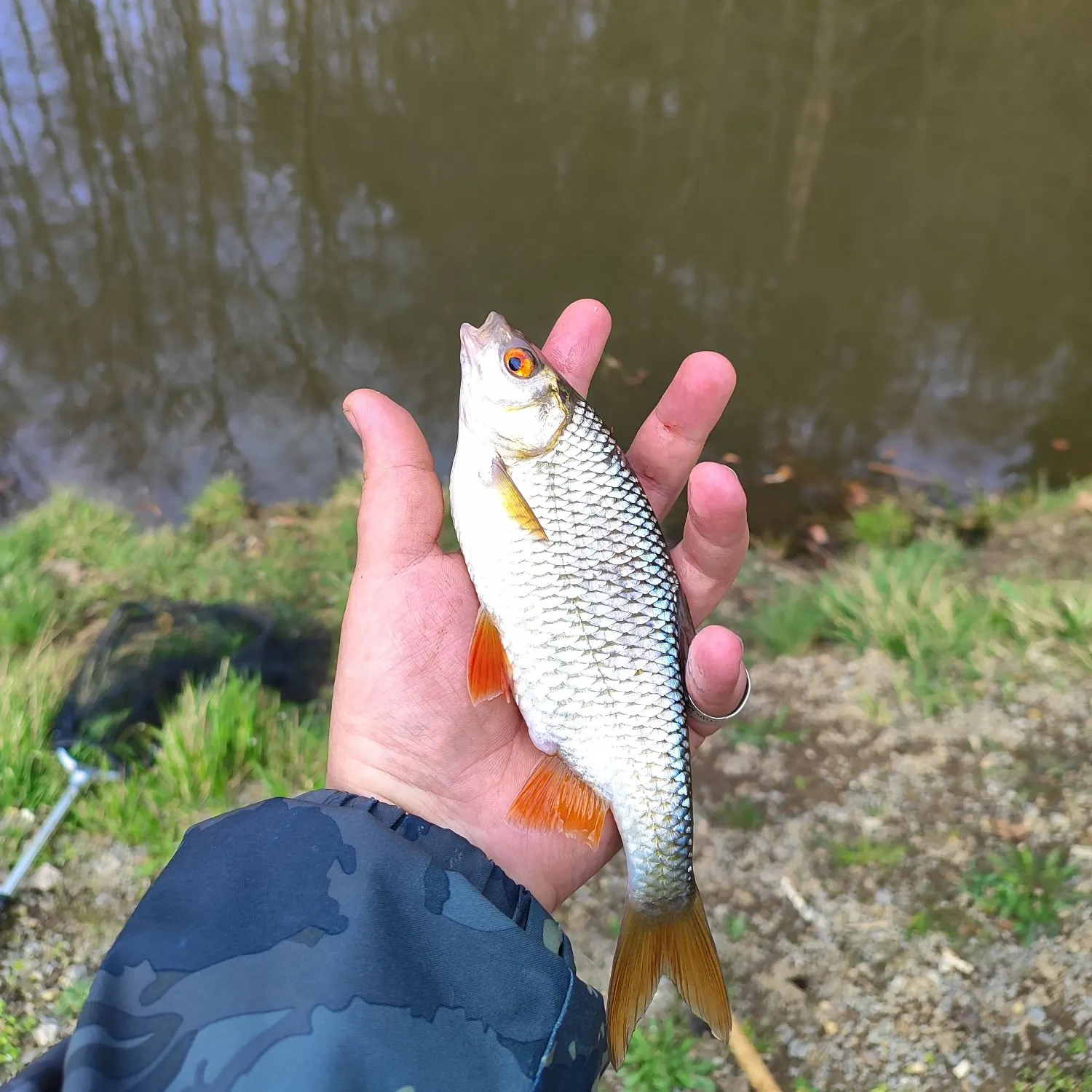 The most recent Common roach catches on Fishbrain