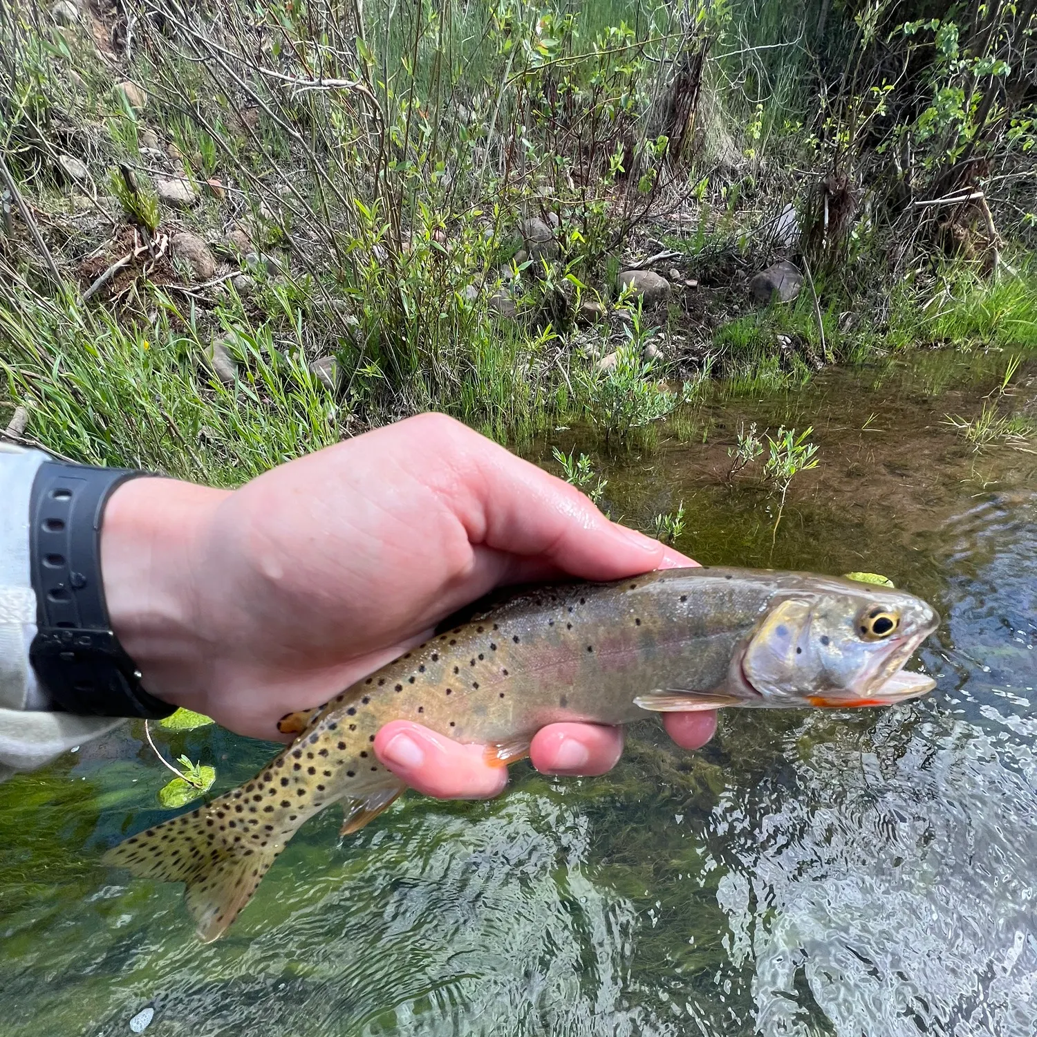 The most recent Bonneville cutthroat trout catches on Fishbrain