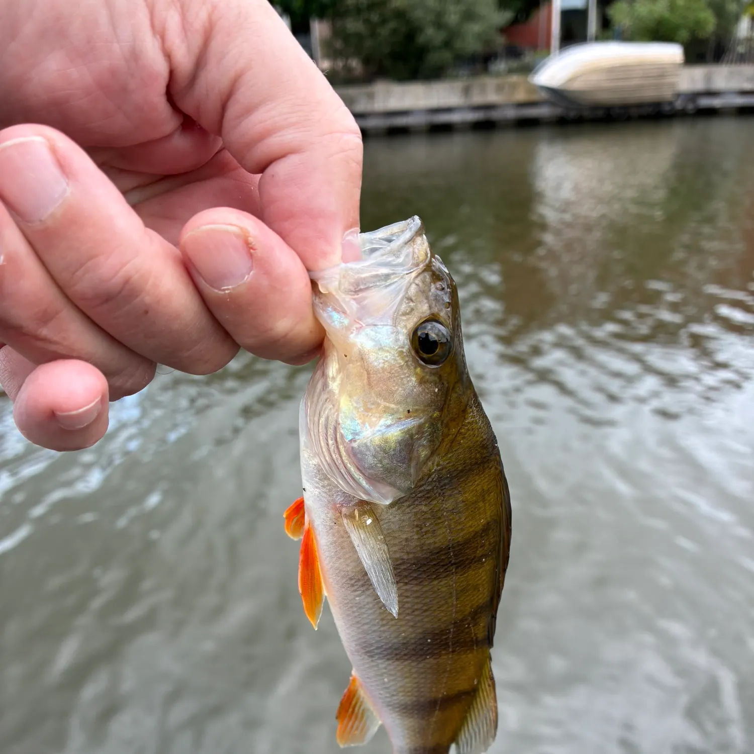 European perch caught on Fishbrain