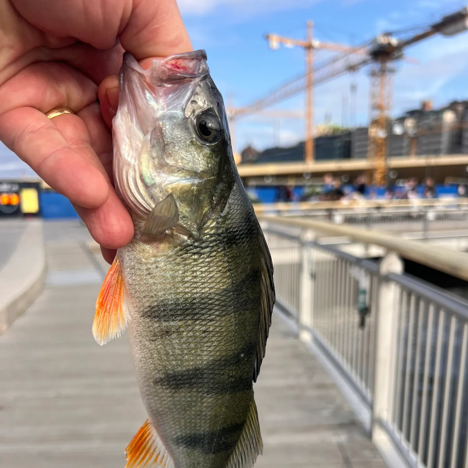 catch
