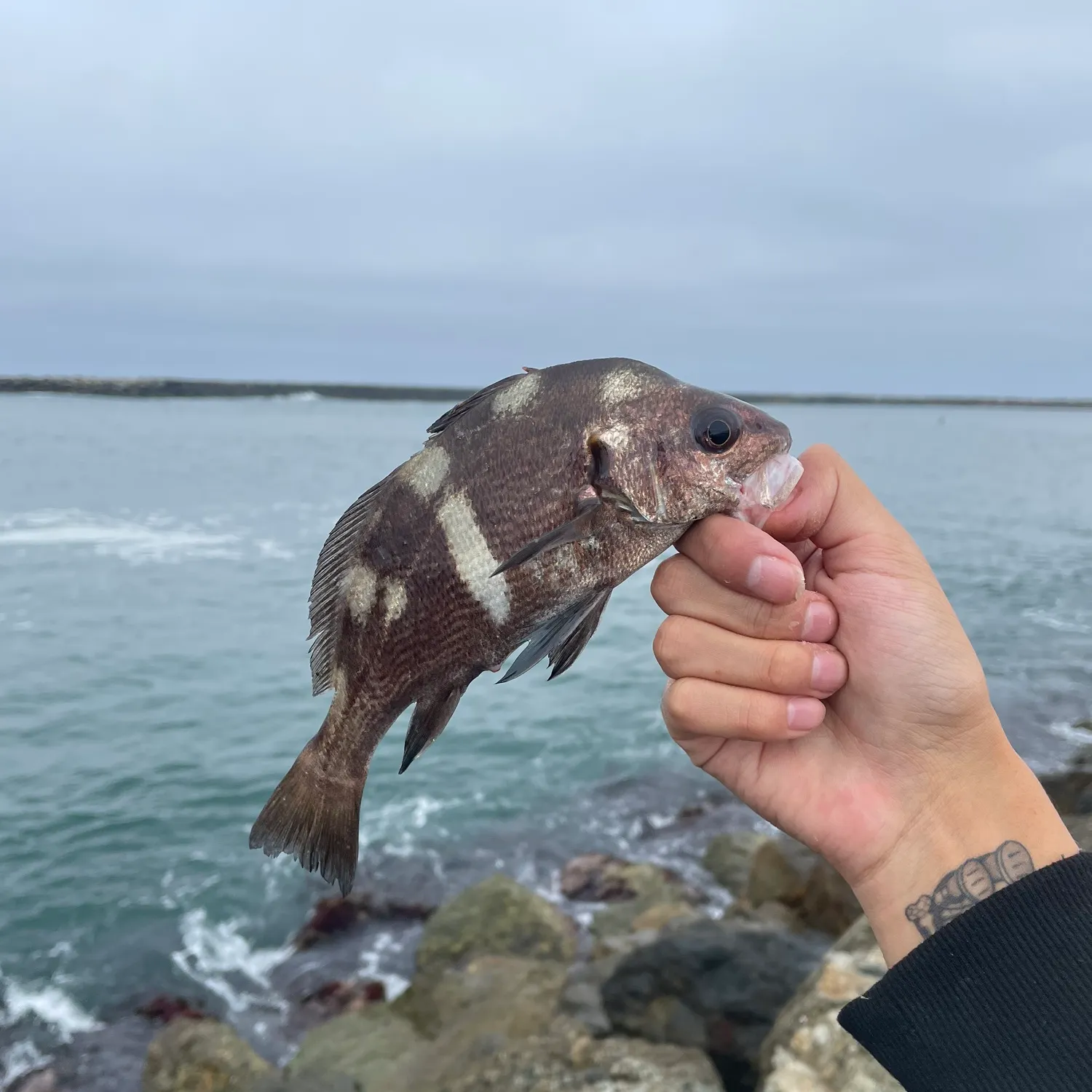 The most recent Black croaker catches on Fishbrain