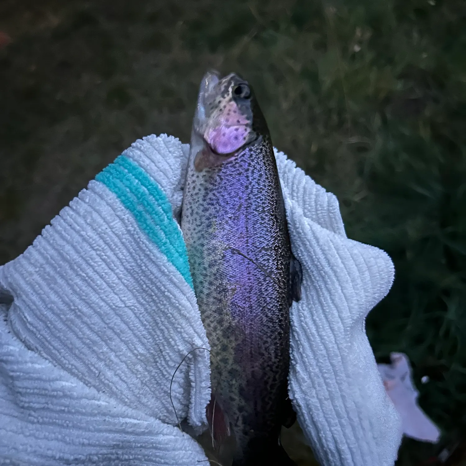Rainbow trout caught on Fishbrain