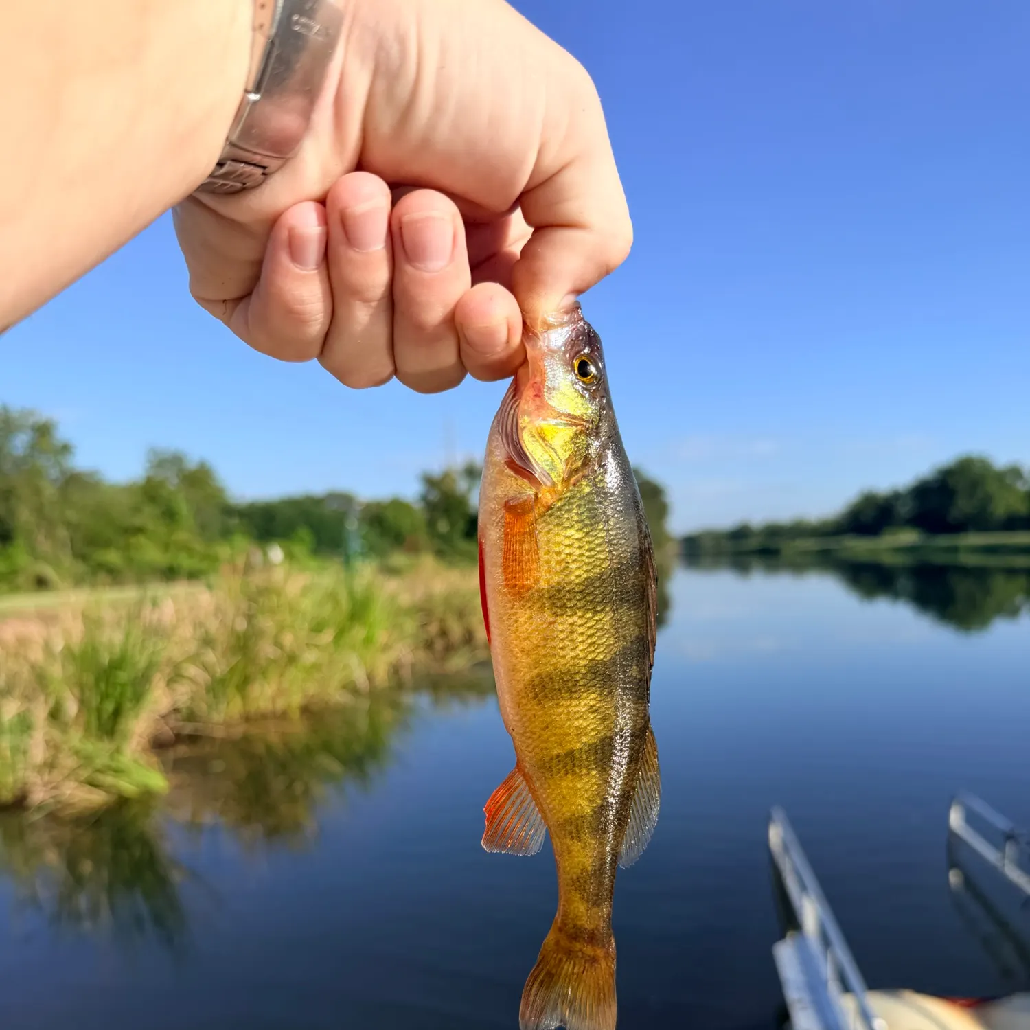Yellow perch caught on Fishbrain