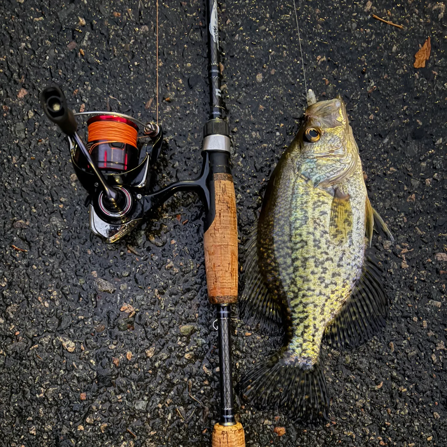 The most recent American gizzard shad catches on Fishbrain
