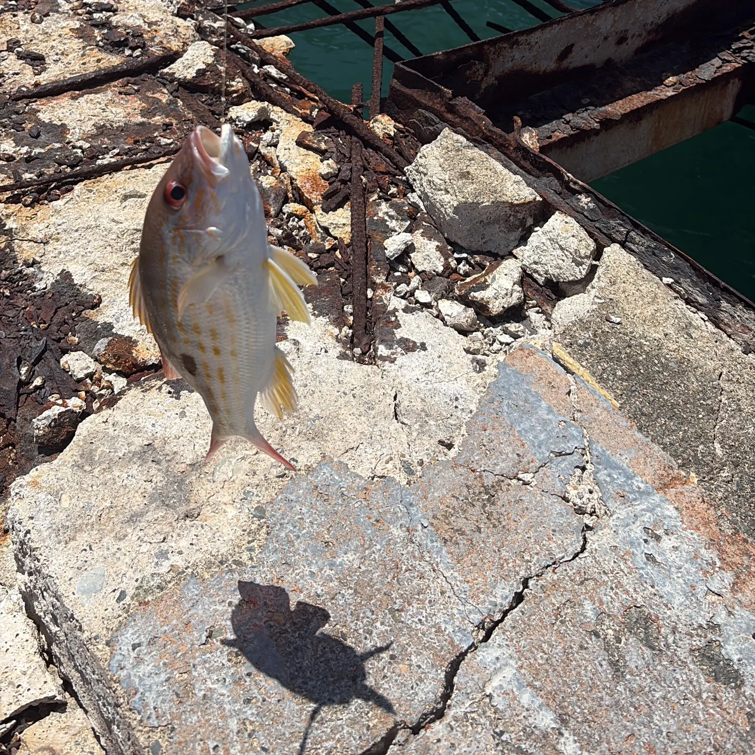 The most recent Lane snapper catches on Fishbrain