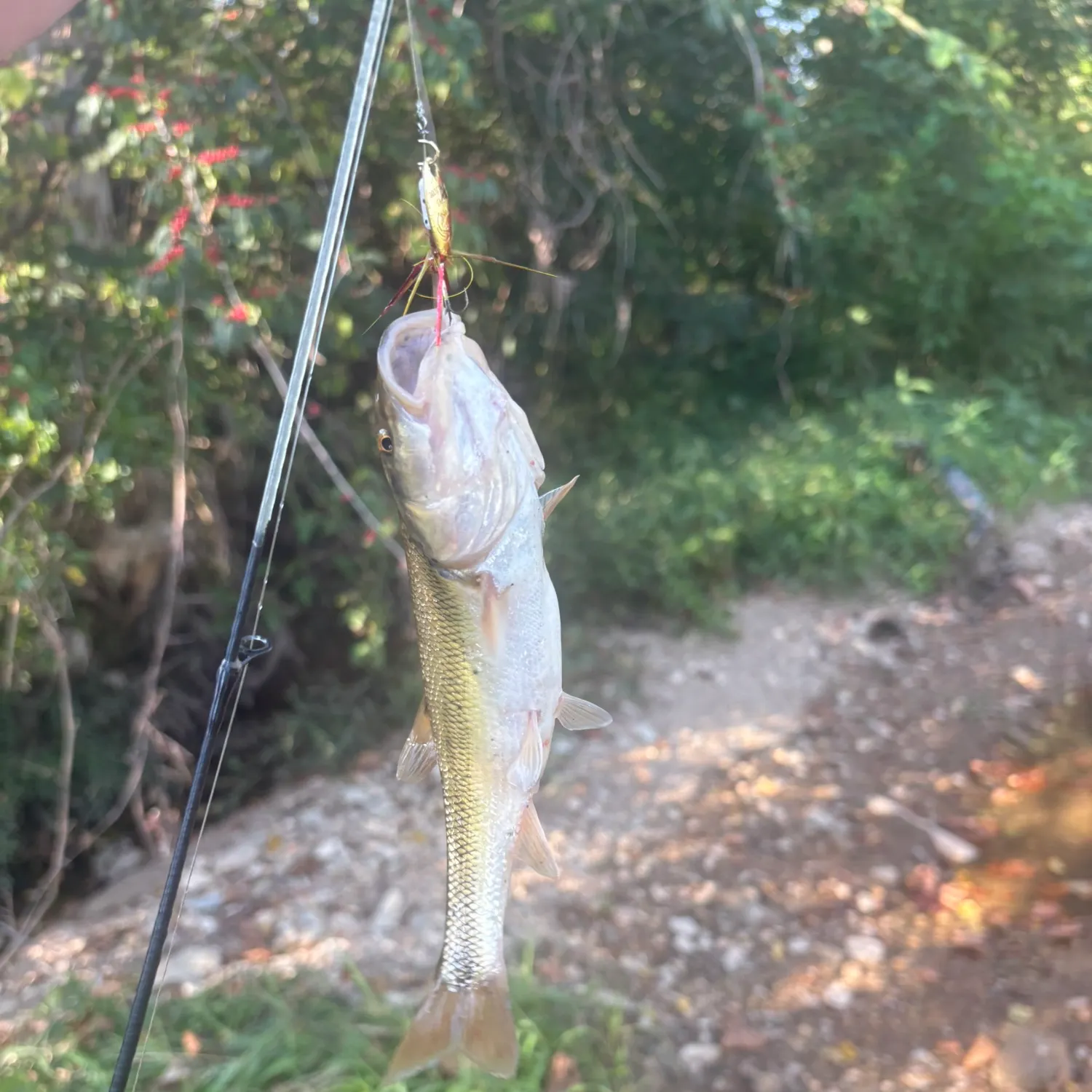 Creek chub caught on Fishbrain
