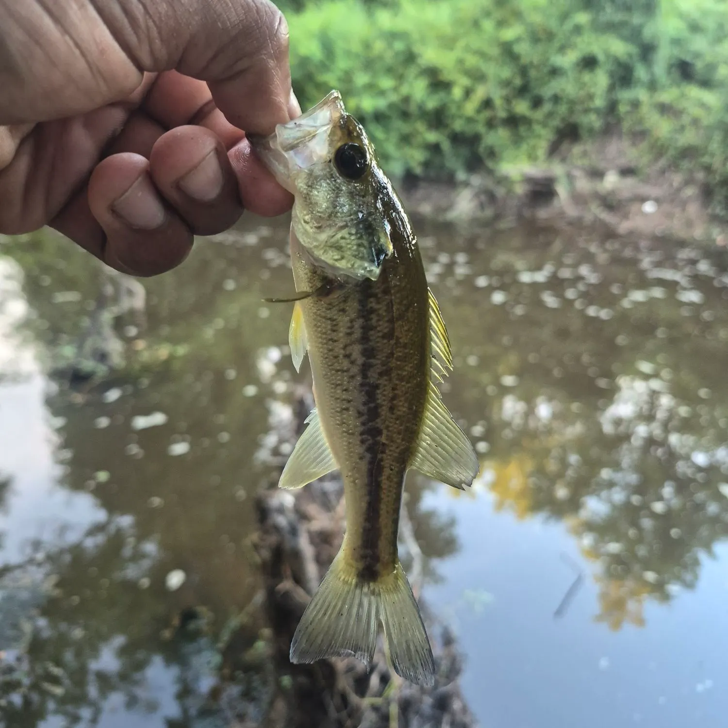 Largemouth bass caught on Fishbrain