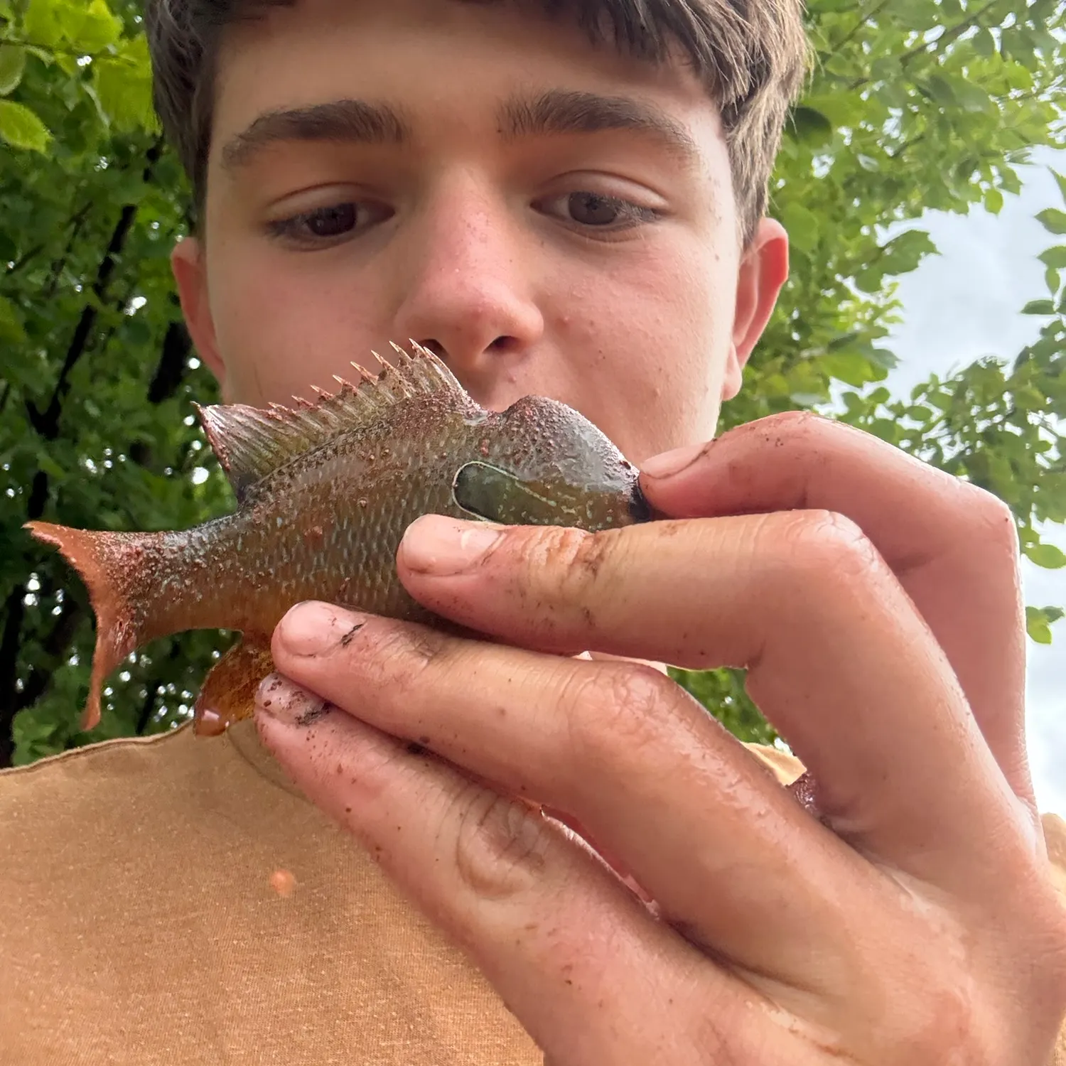 The most recent Longear sunfish catches on Fishbrain